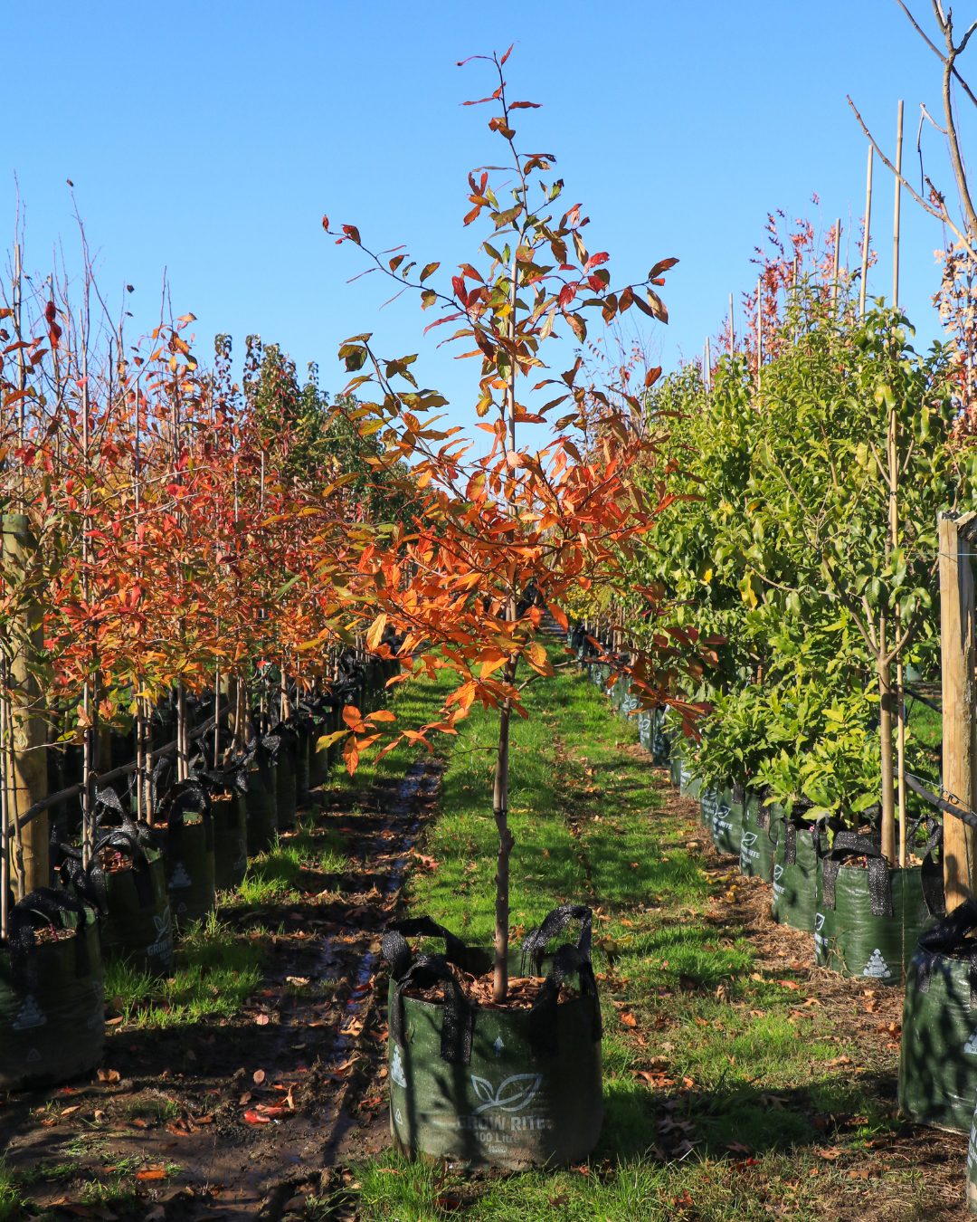 Evergreen Trees Direct