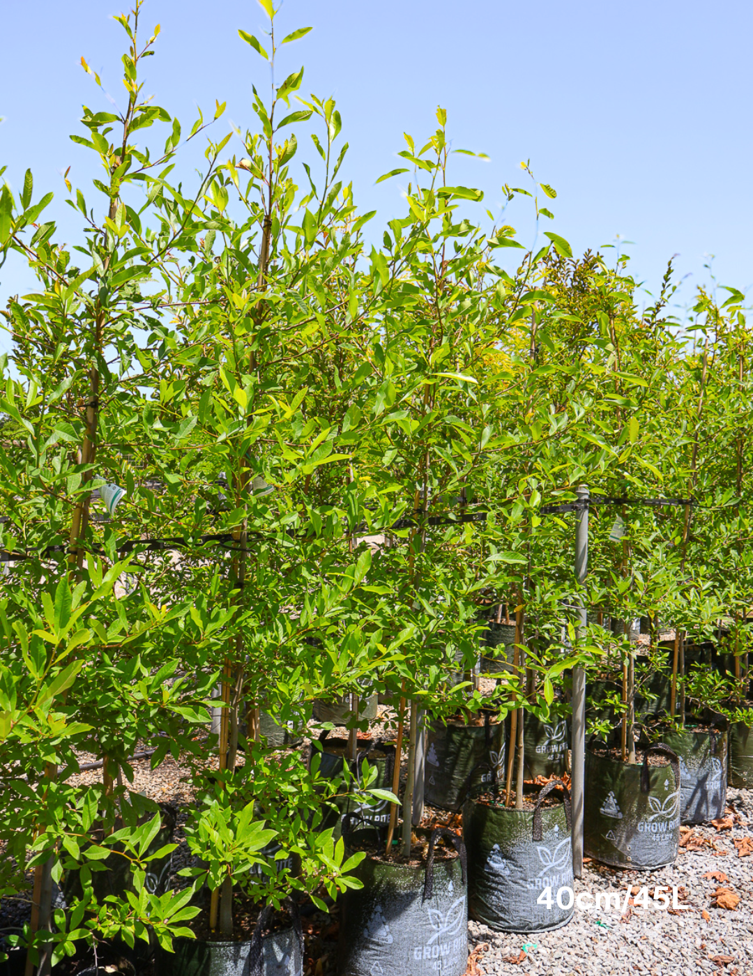 Nyssa sylvatica (Black Tupelo) - Evergreen Trees Direct