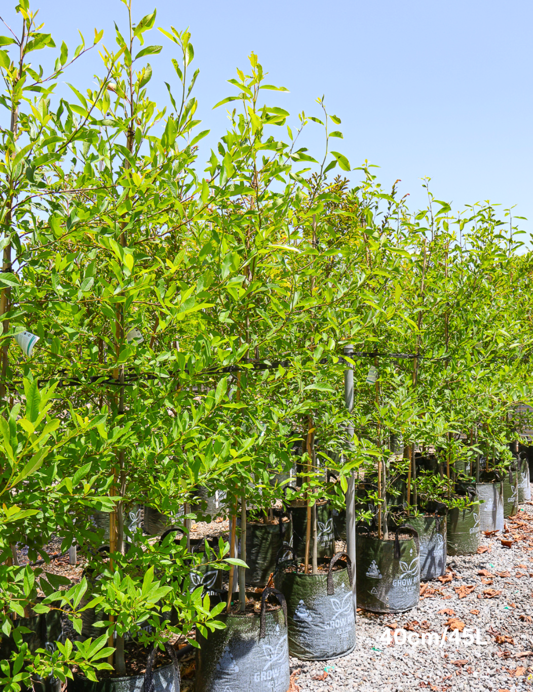 Nyssa sylvatica (Black Tupelo) - Evergreen Trees Direct