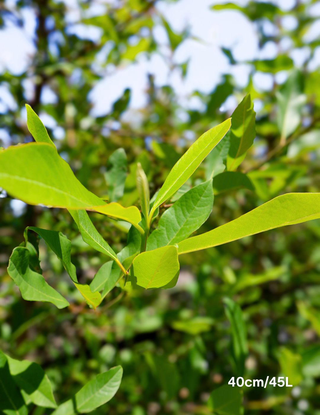 Nyssa sylvatica (Black Tupelo) - Evergreen Trees Direct