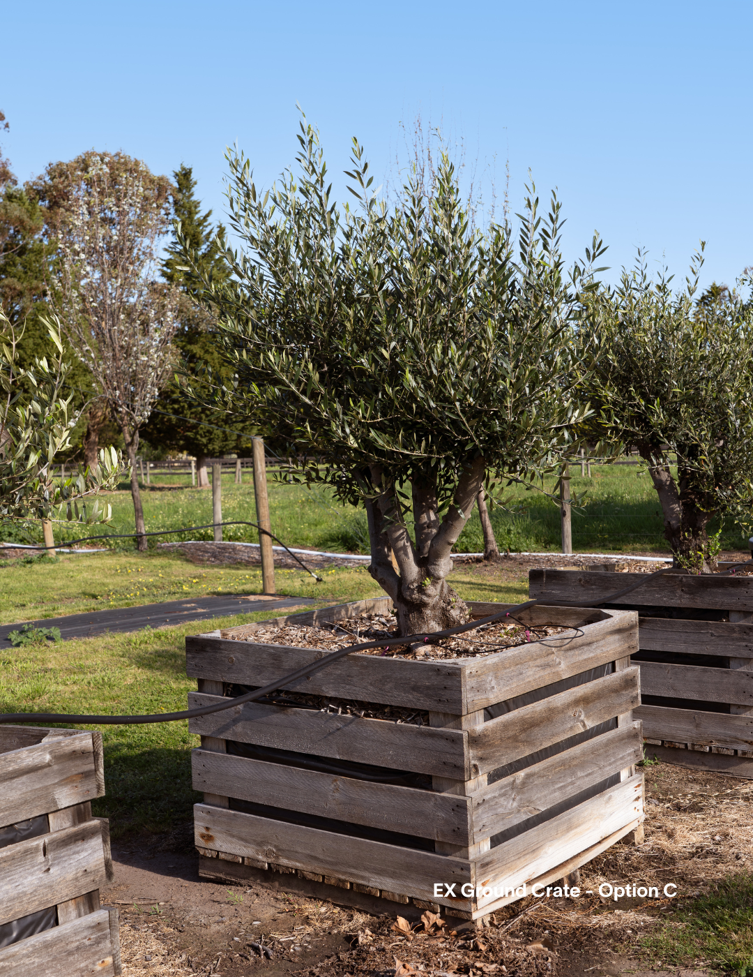 Olea europaea - Olive Tree (Ex Ground) - Evergreen Trees Direct