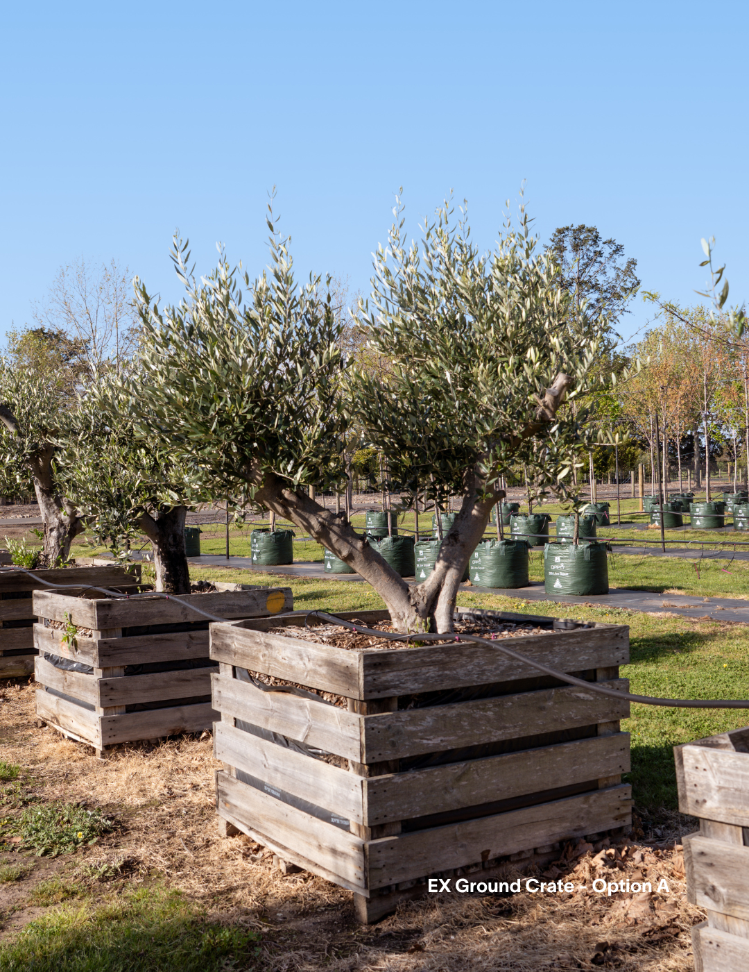 Olea europaea - Olive Tree (Ex Ground) - Evergreen Trees Direct