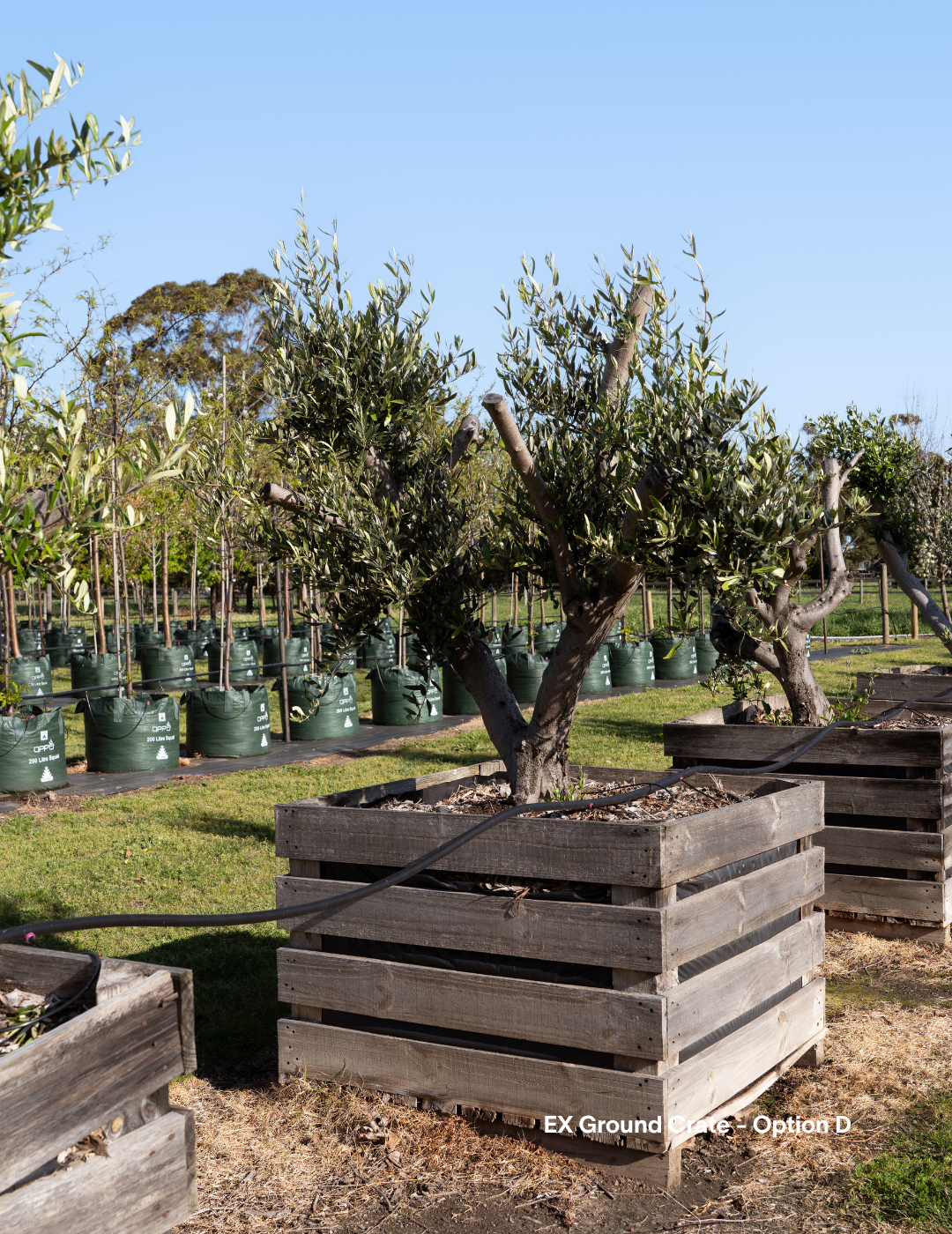 Olea europaea - Olive Tree (Ex Ground) - Evergreen Trees Direct