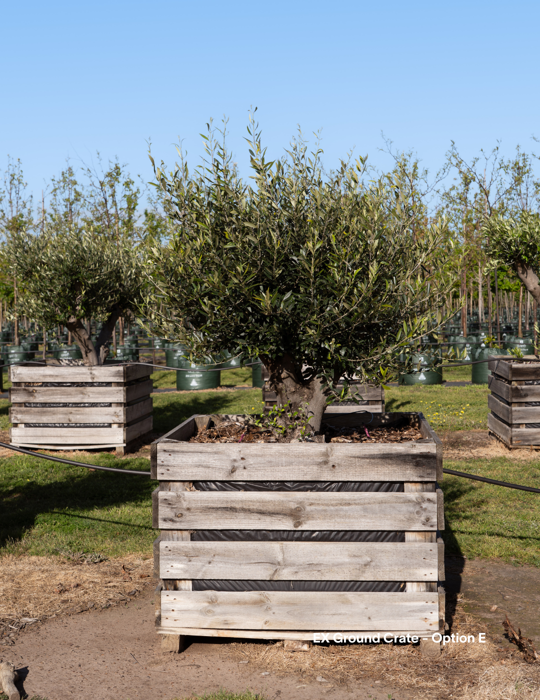Olea europaea - Olive Tree (Ex Ground) - Evergreen Trees Direct