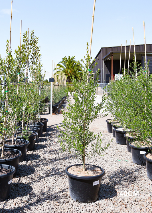 Olea 'Bambalina' Olive Tree