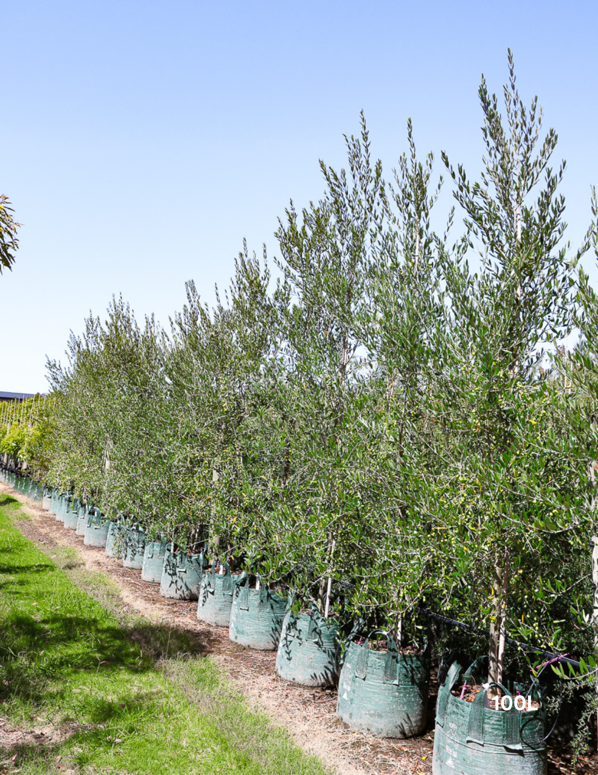 Olea europaea 'Manzanillo' - Olive - Evergreen Trees Direct