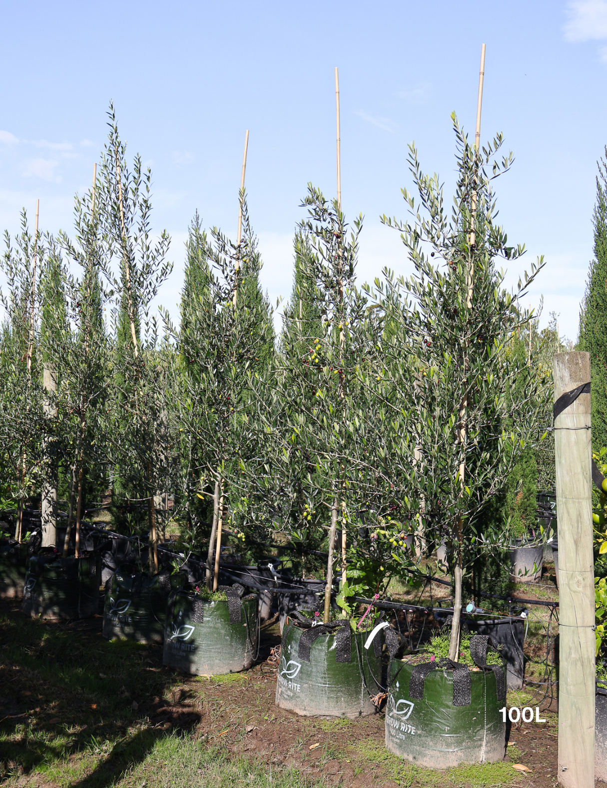 Olea europaea 'Manzanillo' - Olive - Evergreen Trees Direct