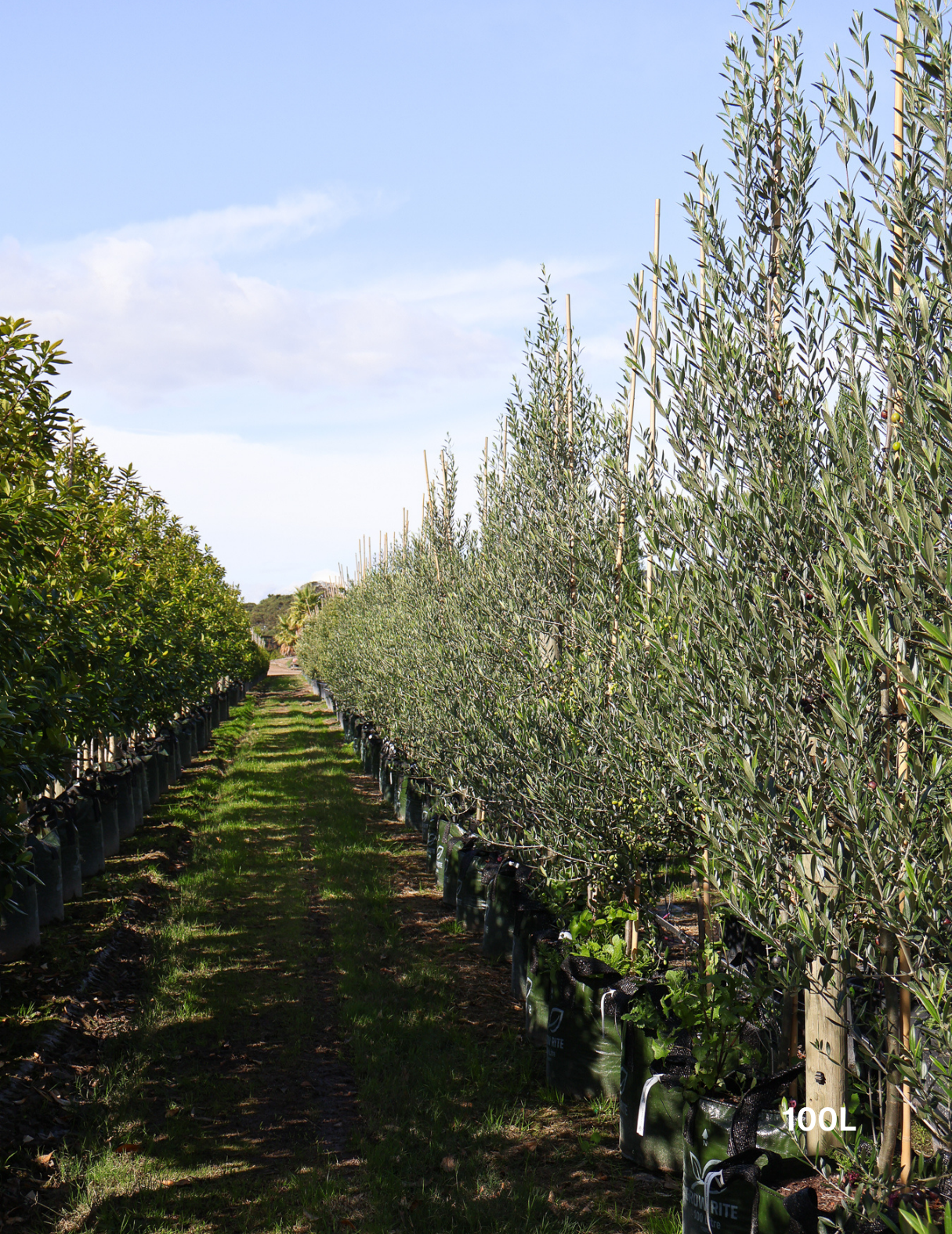 Olea europaea 'Manzanillo' - Olive - Evergreen Trees Direct