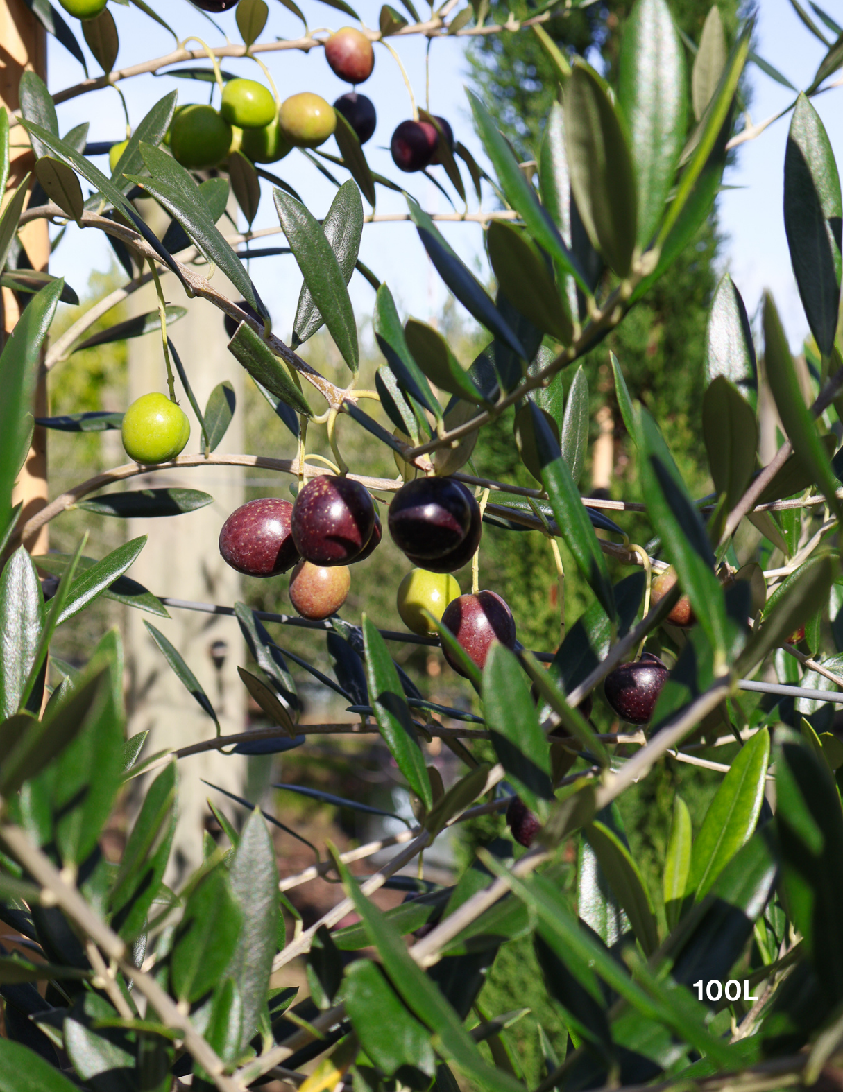 Olea europaea 'Manzanillo' - Olive - Evergreen Trees Direct