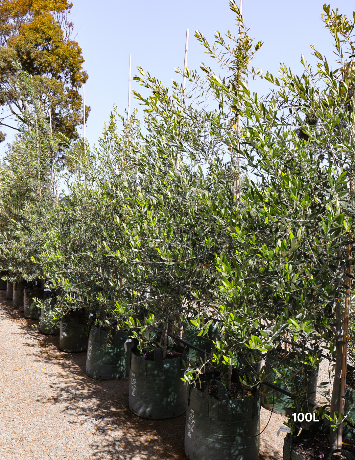 Olea europaea 'Manzanillo' - Olive - Evergreen Trees Direct