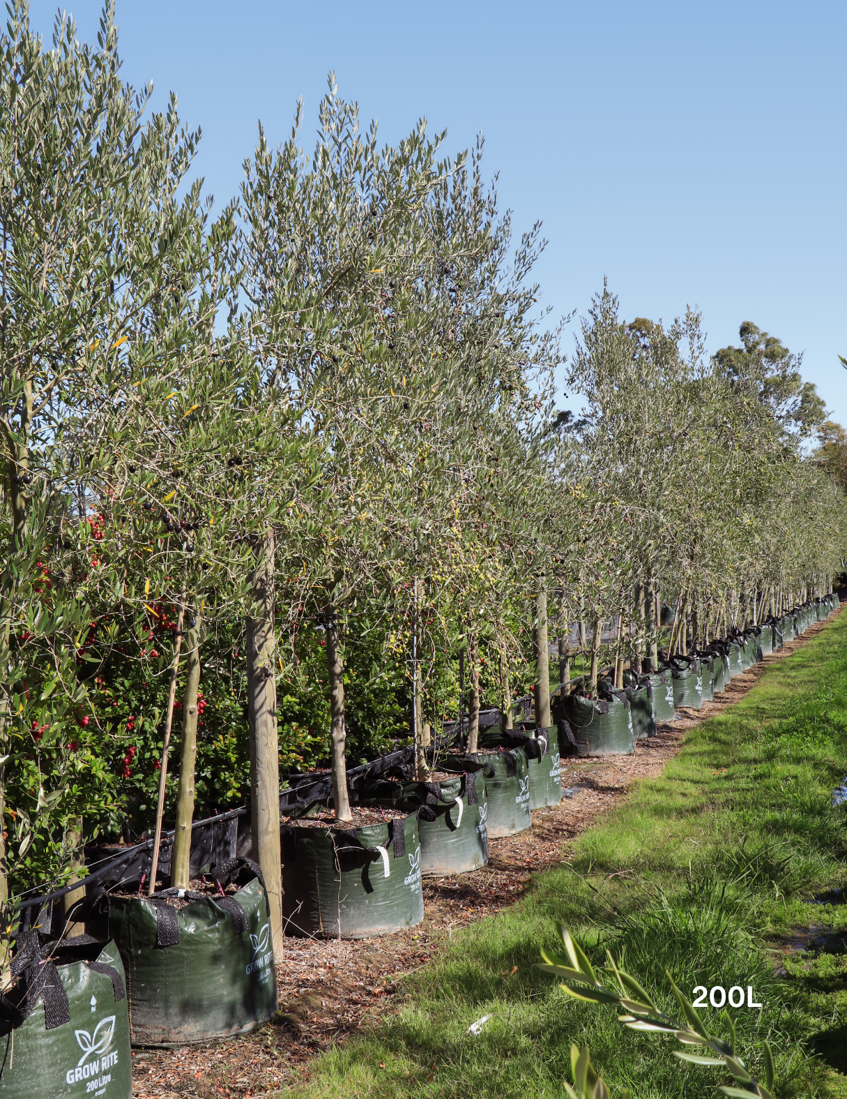 Olea europaea 'Manzanillo' - Olive - Evergreen Trees Direct