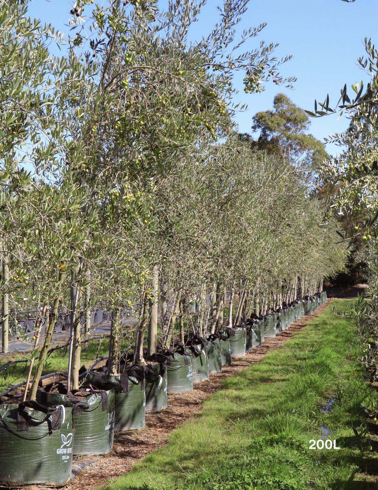 Olea europaea 'Manzanillo' - Olive - Evergreen Trees Direct