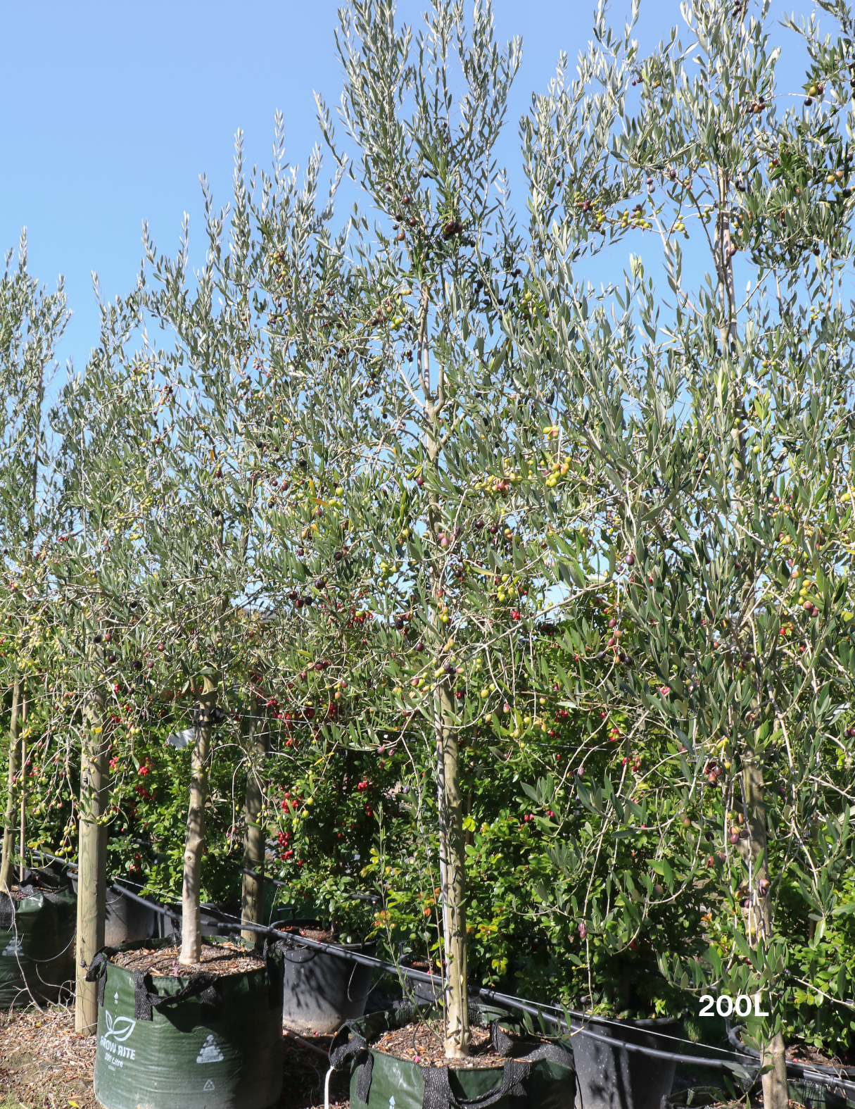 Olea europaea 'Manzanillo' - Olive - Evergreen Trees Direct