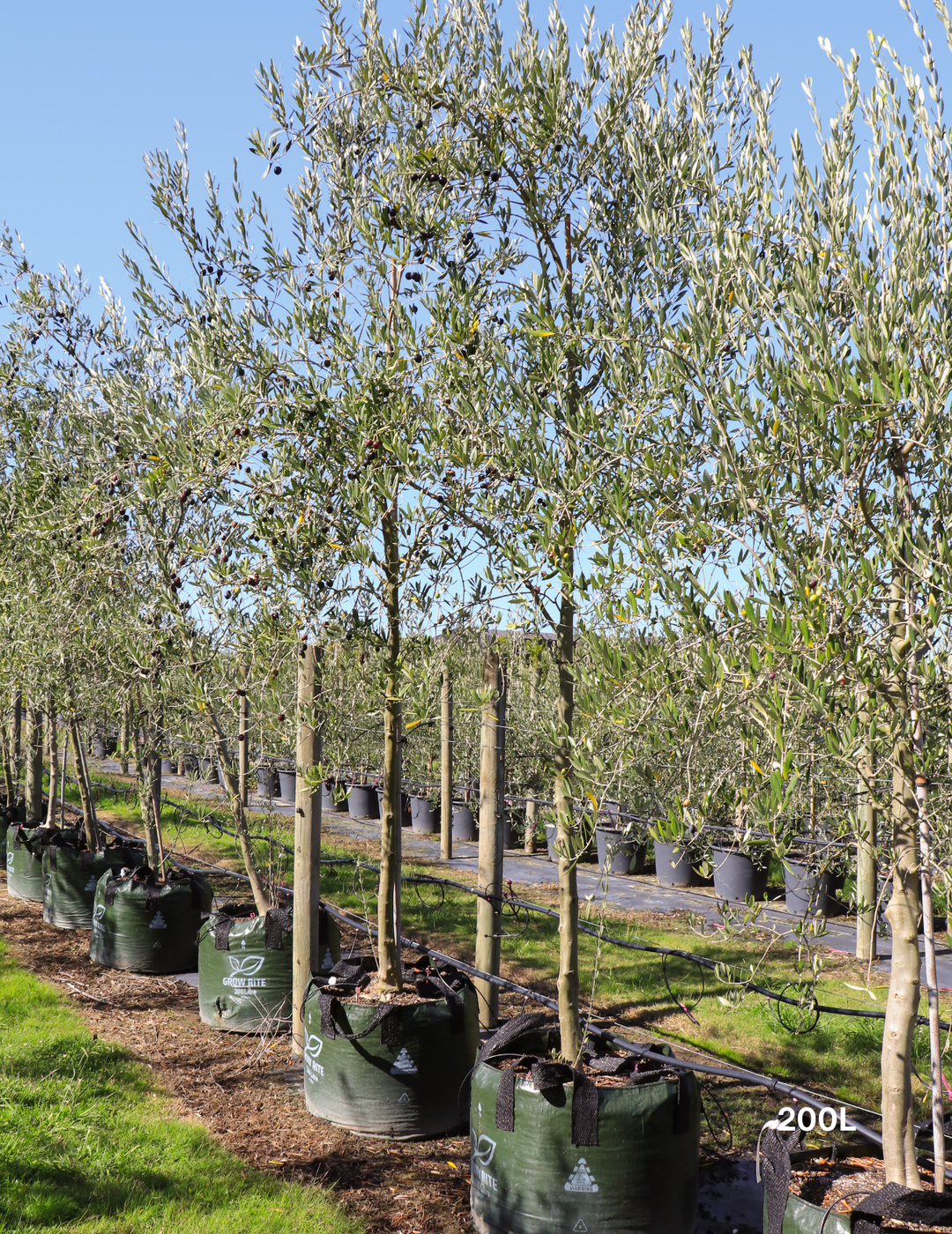 Olea europaea 'Manzanillo' - Olive - Evergreen Trees Direct
