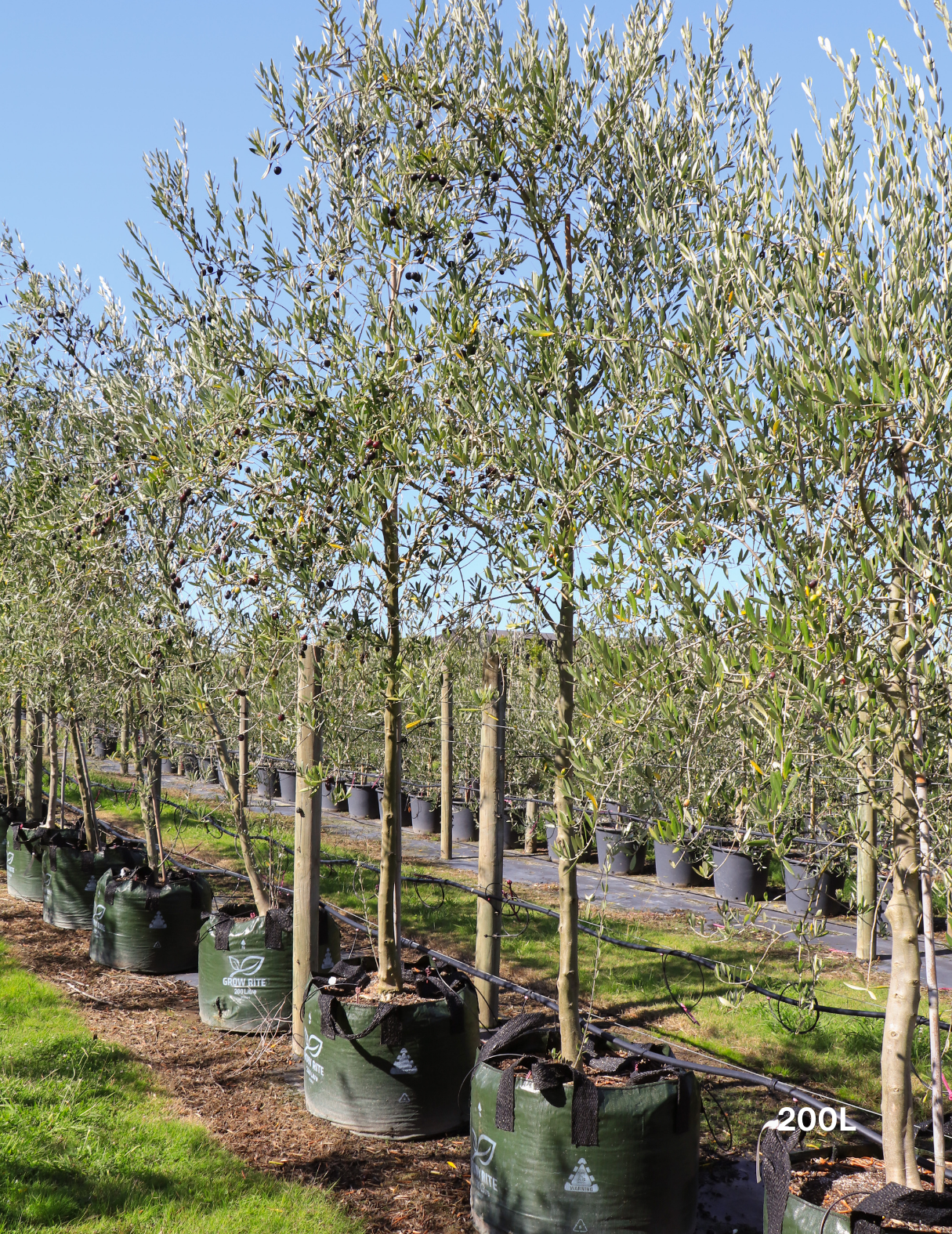 Olea europaea 'Manzanillo' - Olive - Evergreen Trees Direct