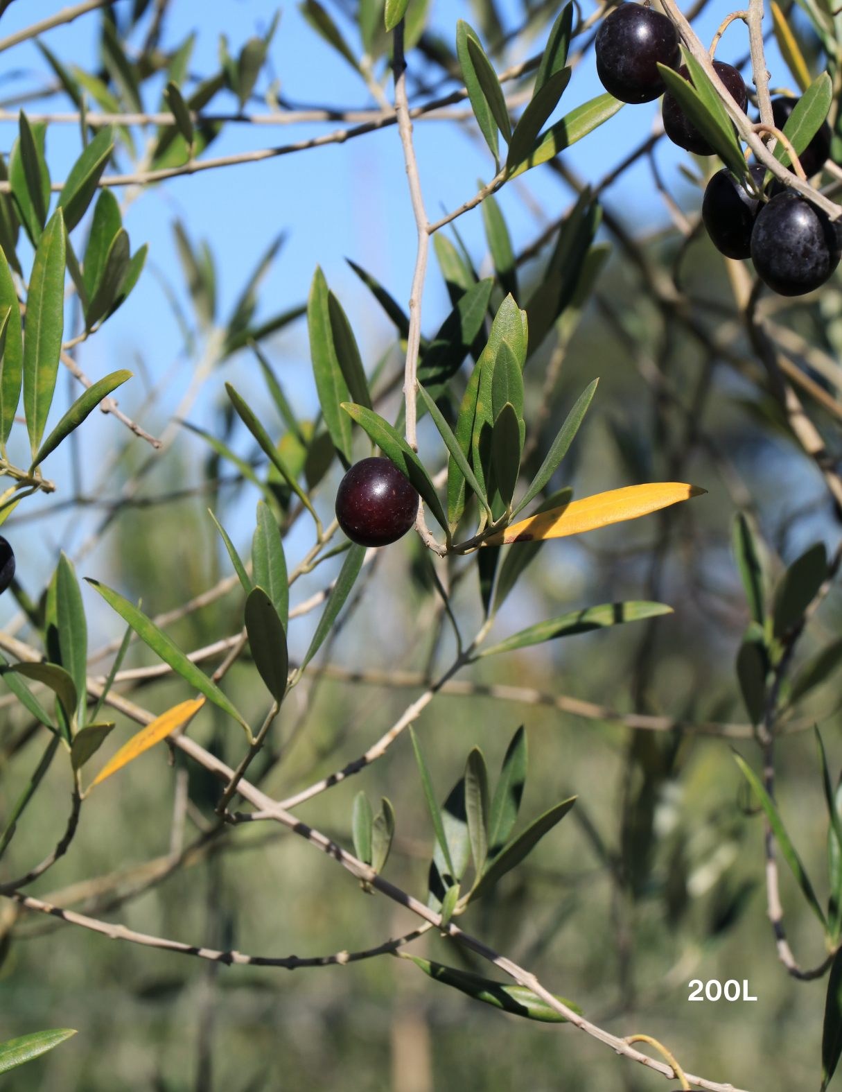 Olea europaea 'Manzanillo' - Olive - Evergreen Trees Direct