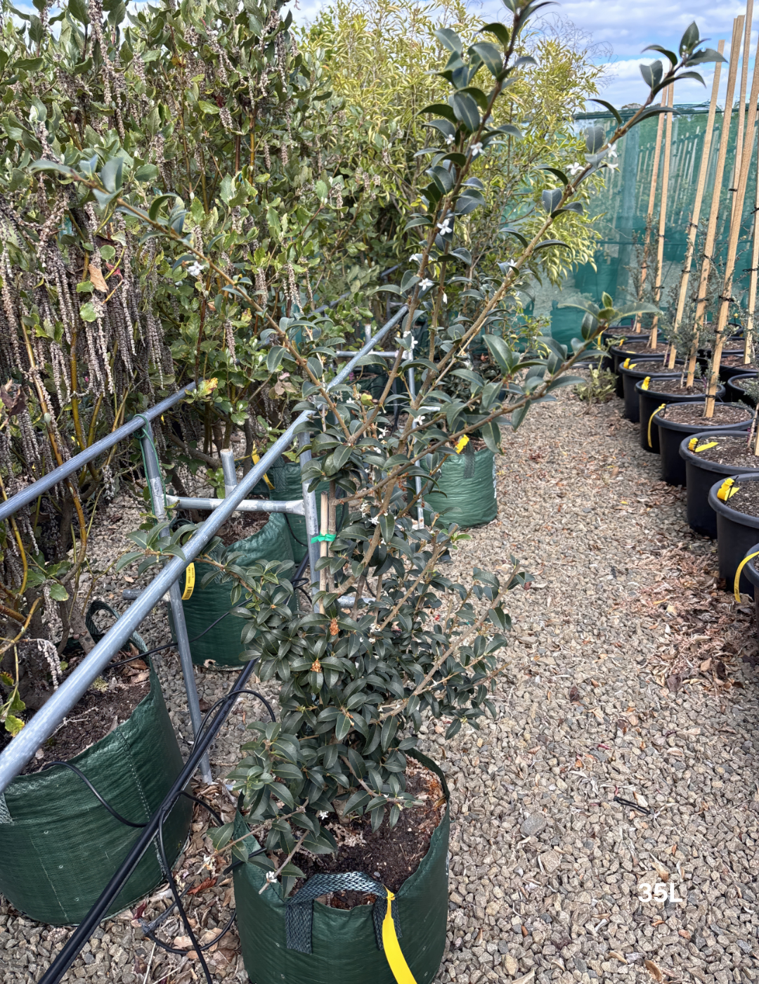 Osmanthus x burkwoodii