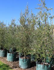 Olea 'Bambalina' Olive Tree - Evergreen Trees Direct
