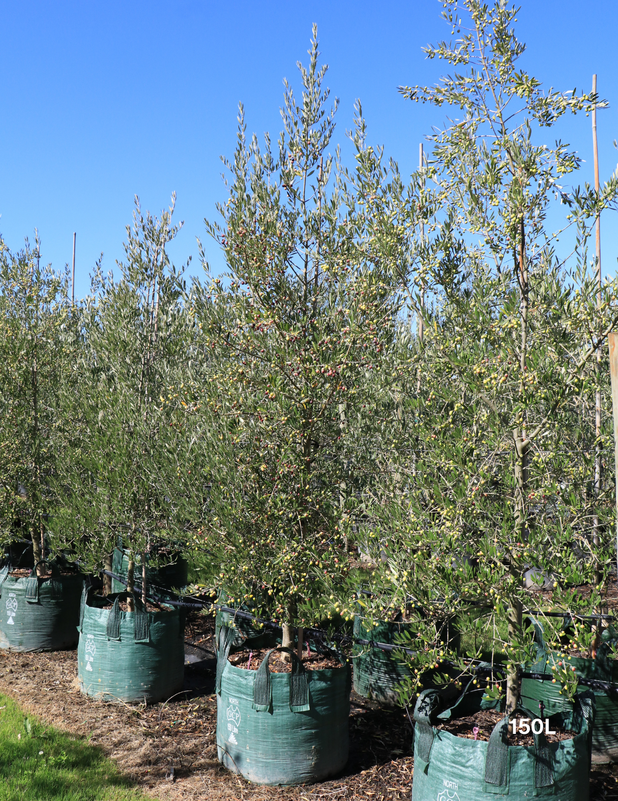 Olea 'Bambalina' Olive Tree - Evergreen Trees Direct