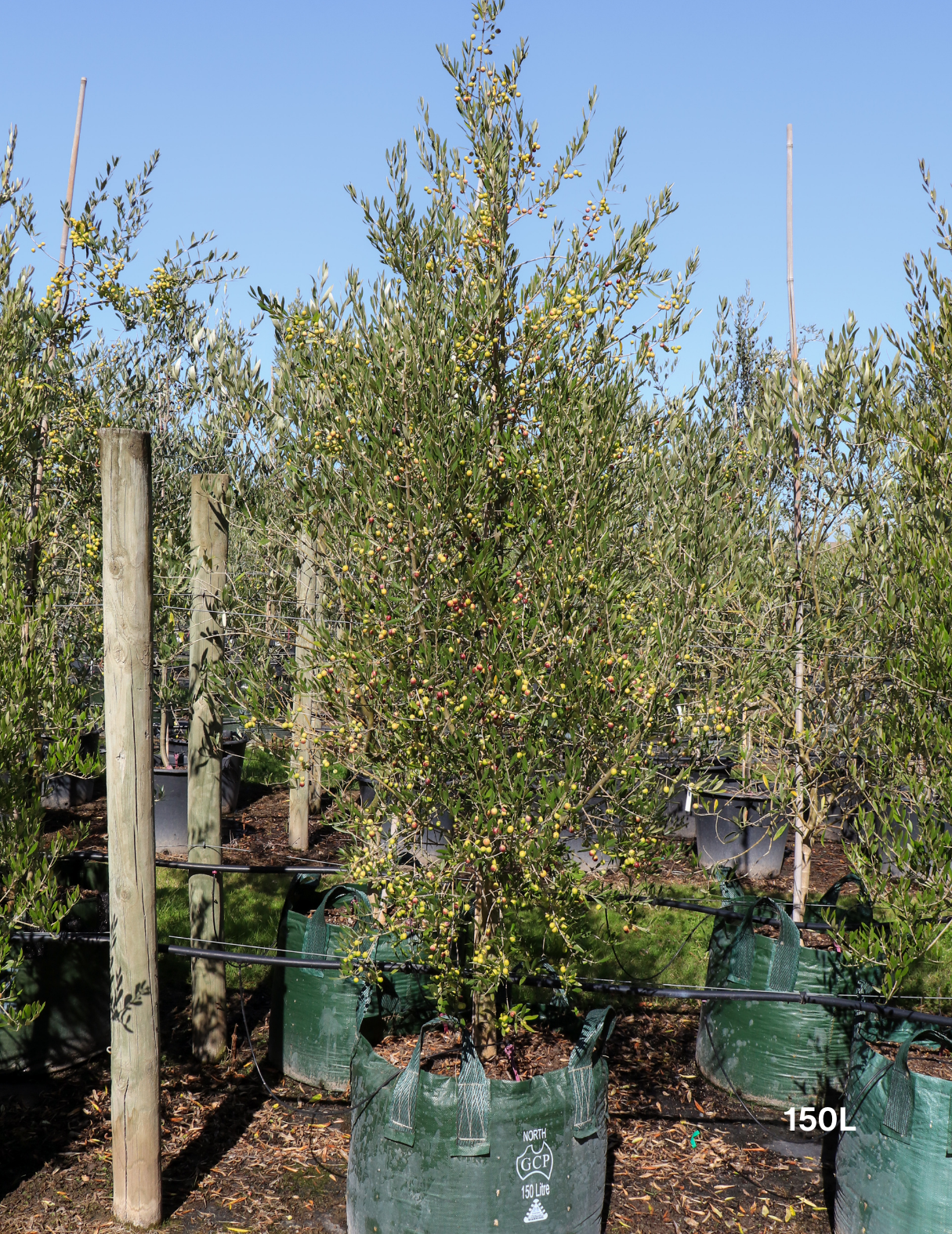 Olea 'Bambalina' Olive Tree - Evergreen Trees Direct