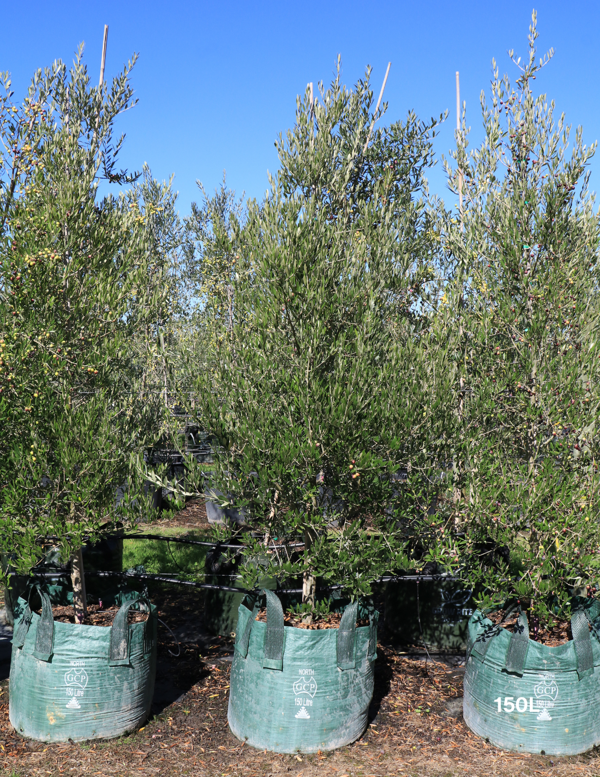 Olea 'Bambalina' Olive Tree - Evergreen Trees Direct