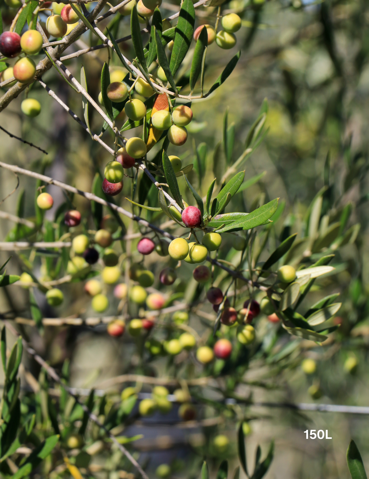 Olea 'Bambalina' Olive Tree - Evergreen Trees Direct