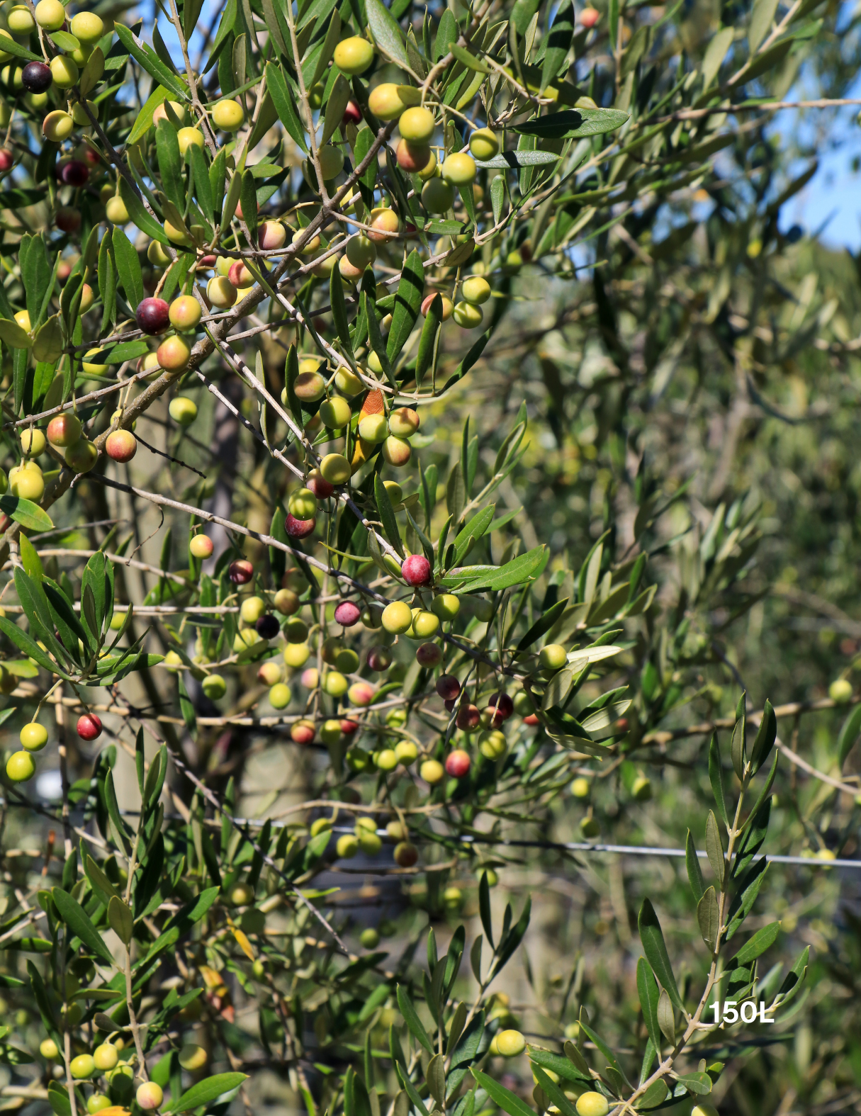 Olea 'Bambalina' Olive Tree - Evergreen Trees Direct