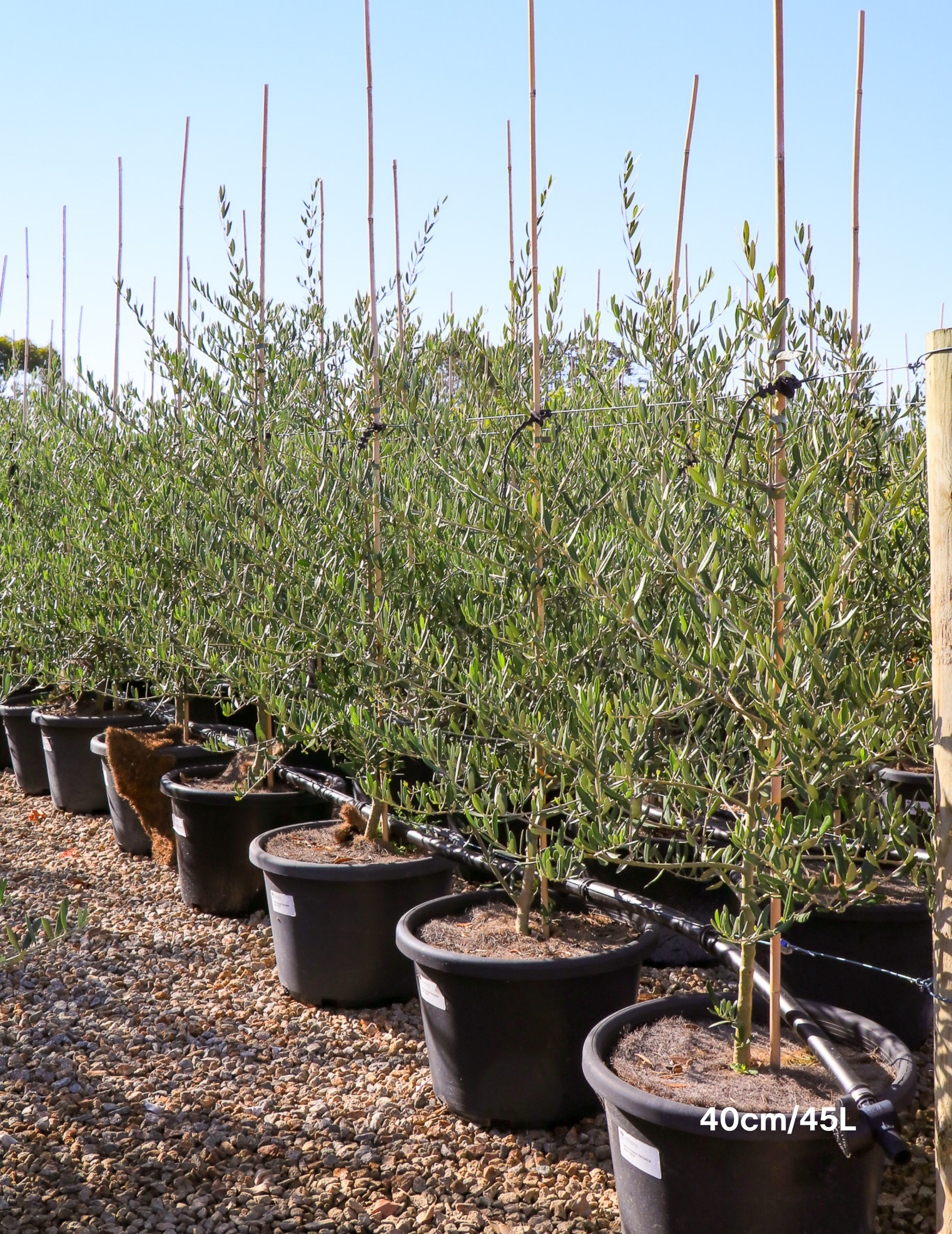 Olea 'Bambalina' Olive Tree - Evergreen Trees Direct