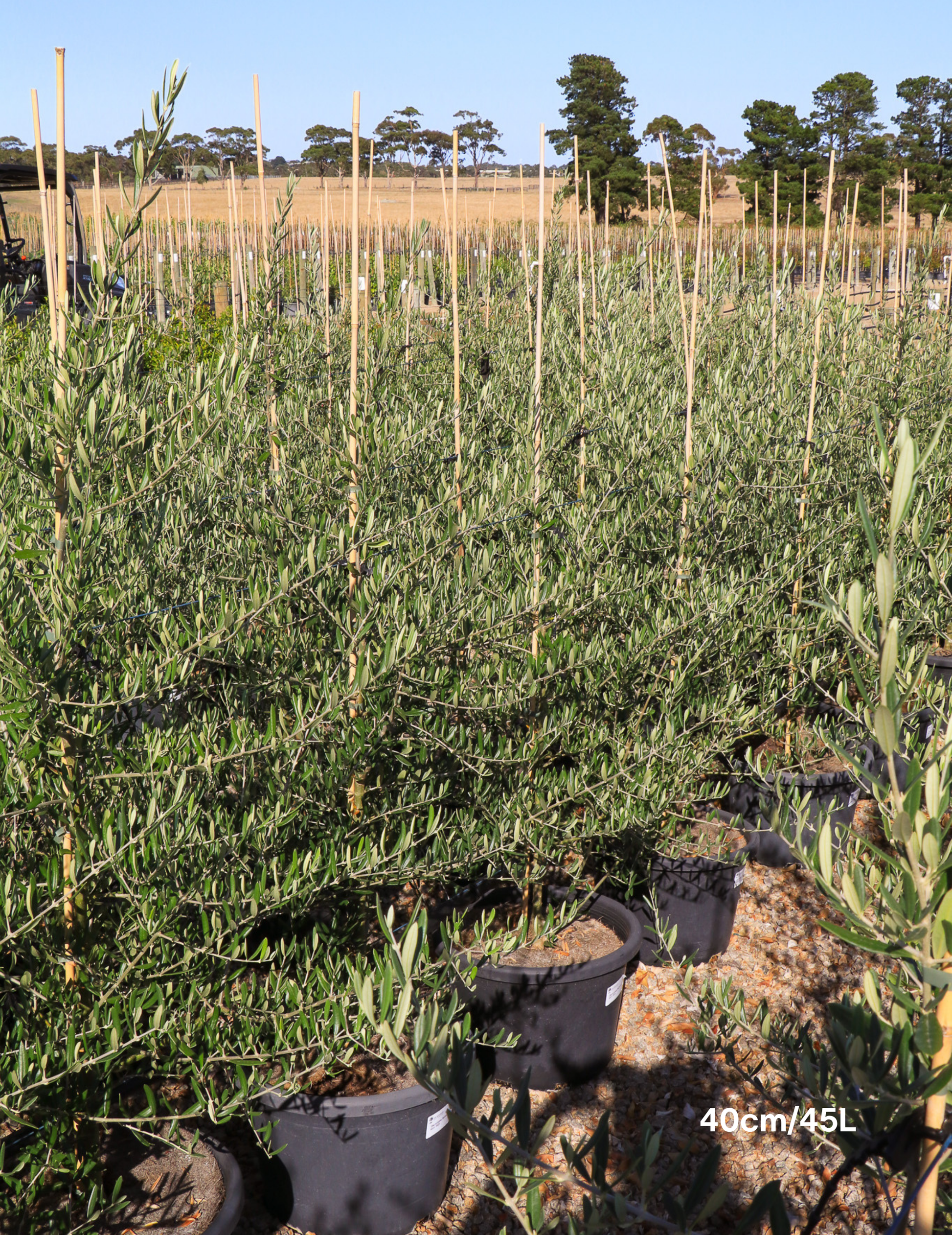 Olea 'Bambalina' Olive Tree - Evergreen Trees Direct