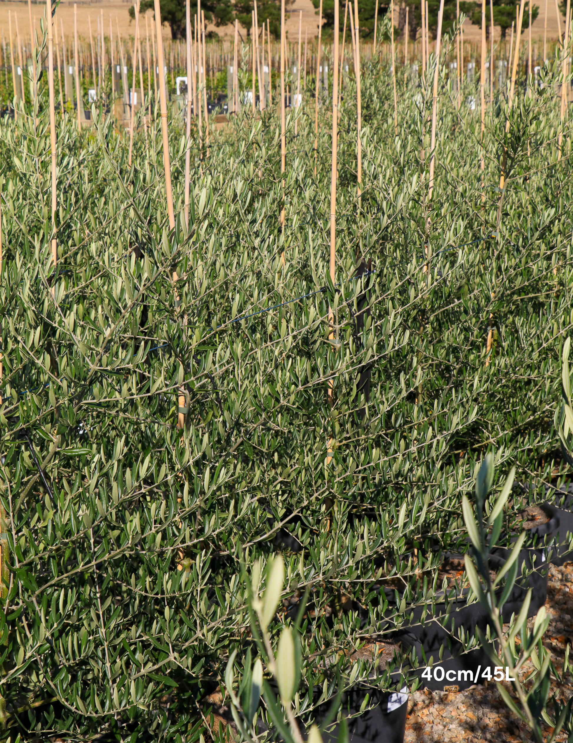 Olea 'Bambalina' Olive Tree - Evergreen Trees Direct