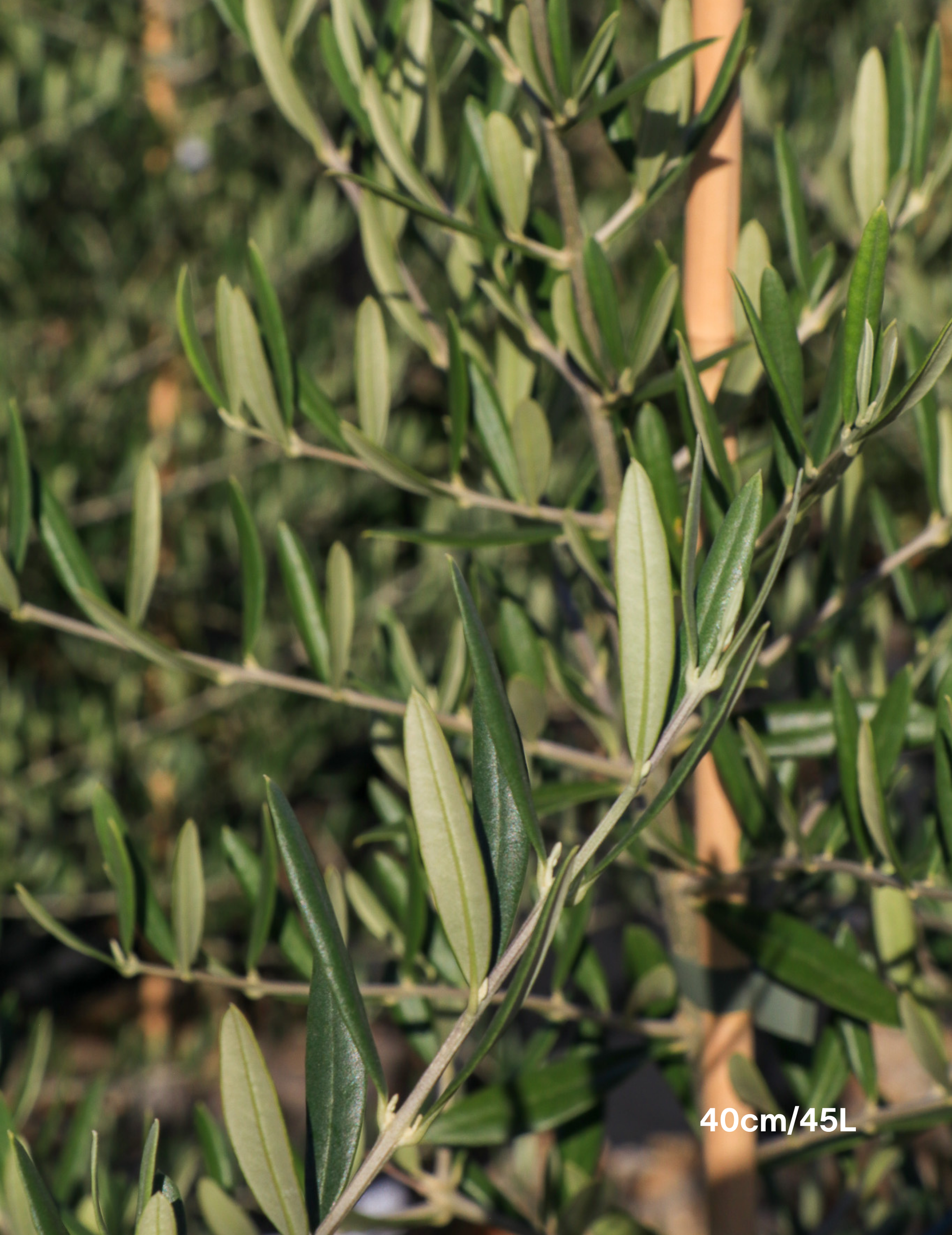 Olea 'Bambalina' Olive Tree - Evergreen Trees Direct