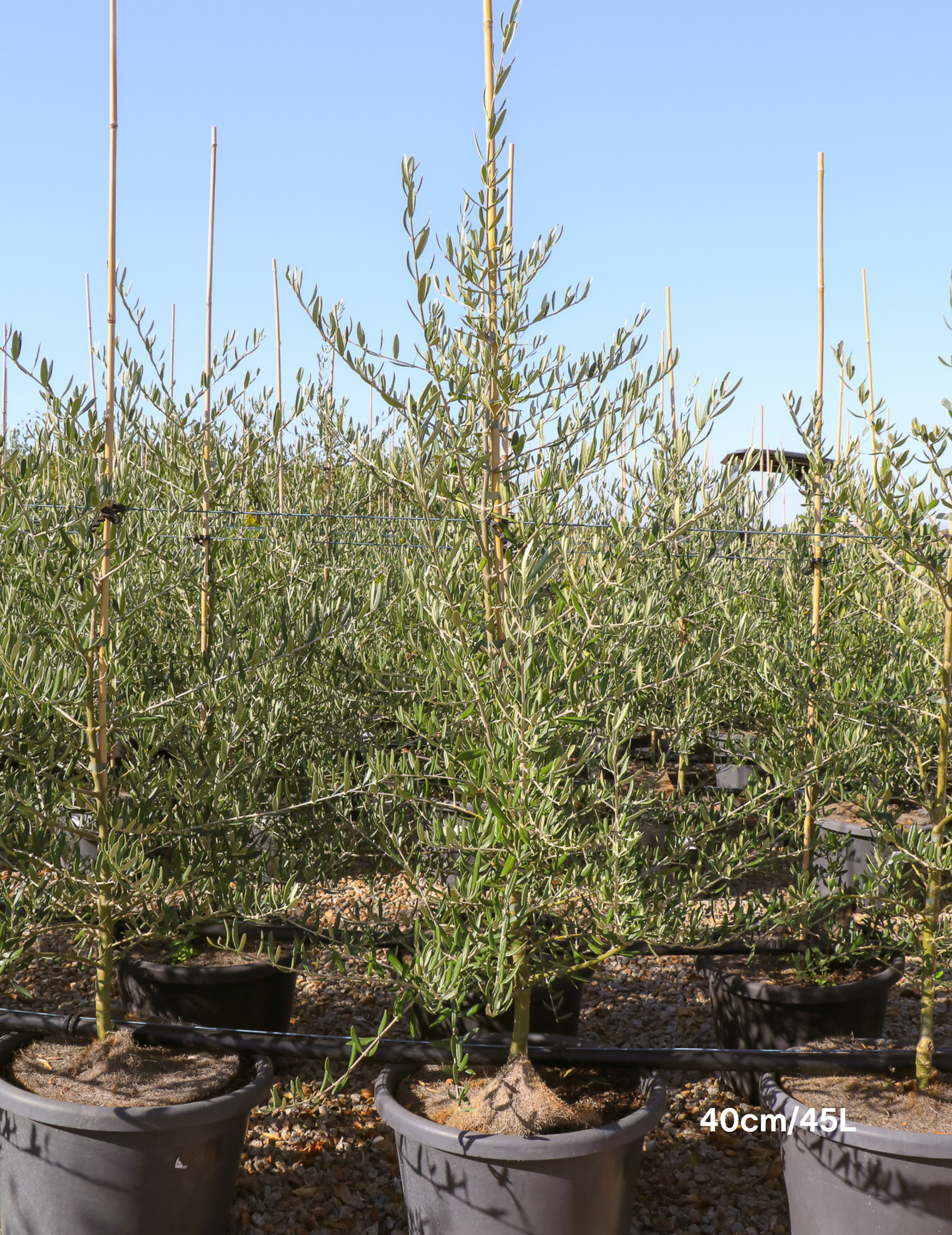 Olea 'Bambalina' Olive Tree - Evergreen Trees Direct