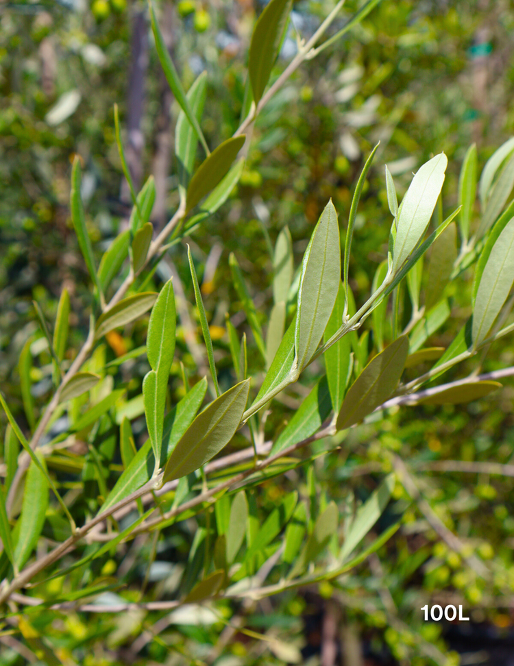 Olea europaea 'Correggiola' Olive