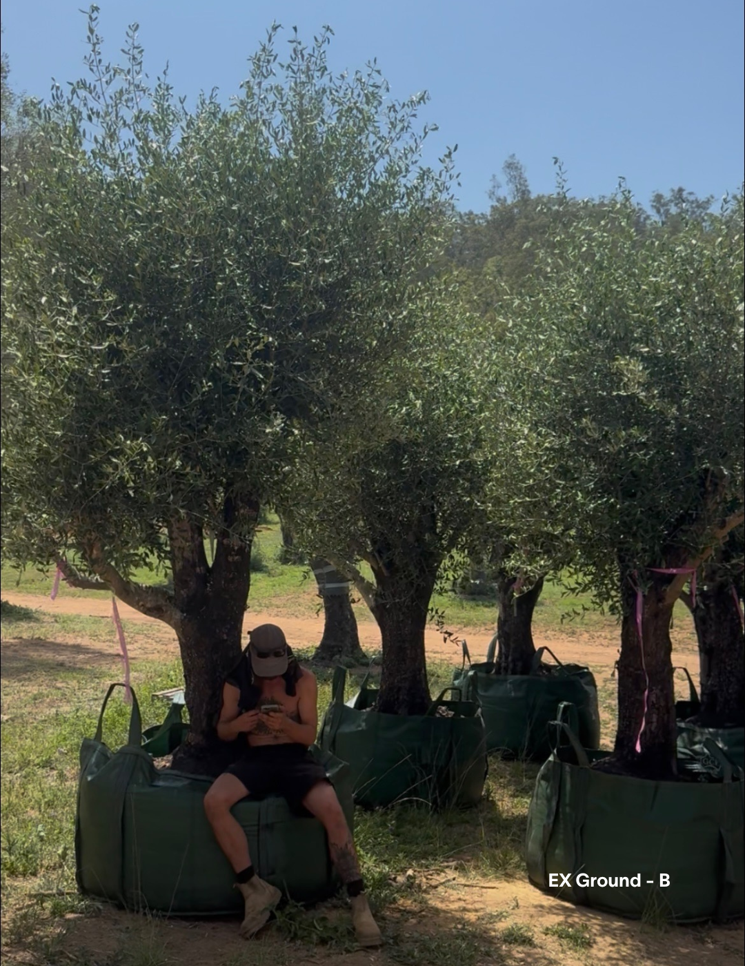 Olea europaea - Olive Tree (Ex Ground) - Evergreen Trees Direct