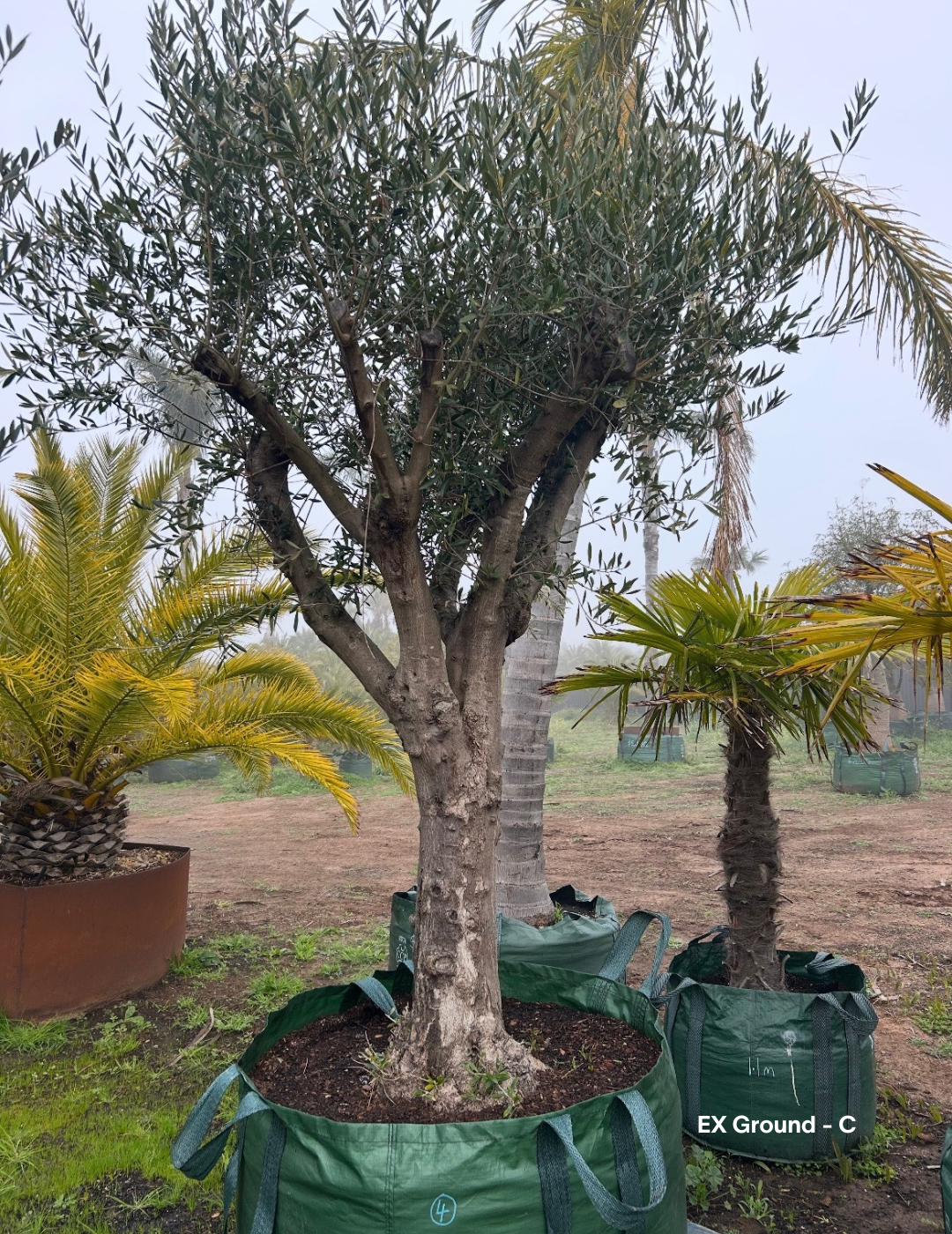 Olea europaea - Olive Tree (Ex Ground) - Evergreen Trees Direct