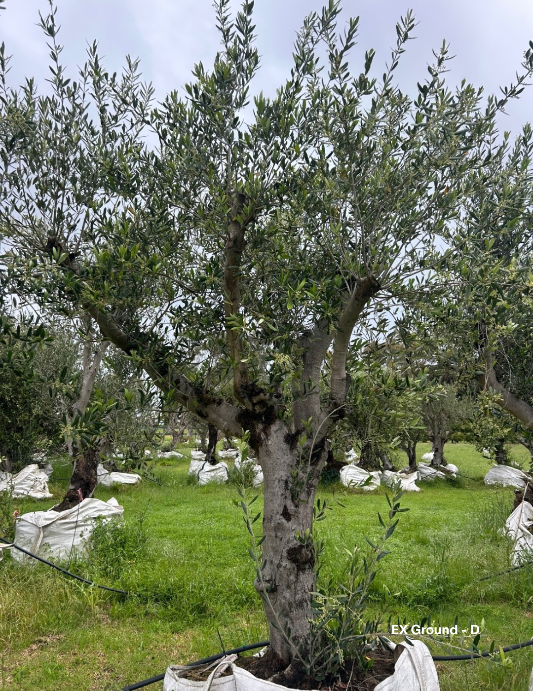 Olea europaea - Olive Tree (Ex Ground) - Evergreen Trees Direct