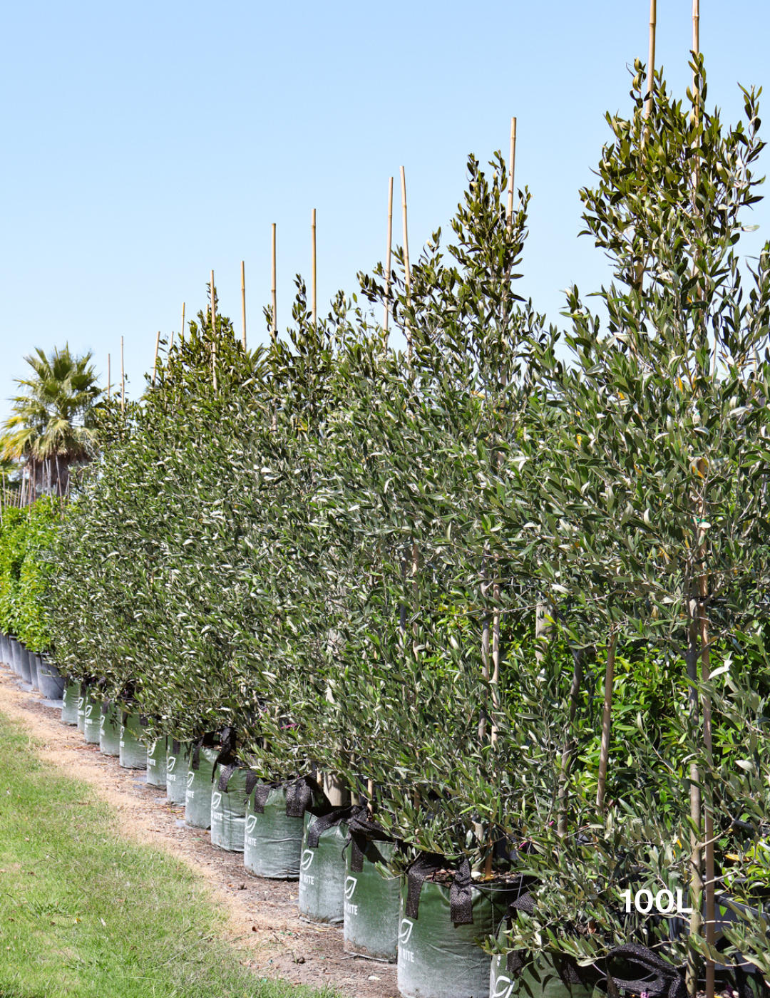 Olea europaea 'Kalamata' - Olive - Evergreen Trees Direct