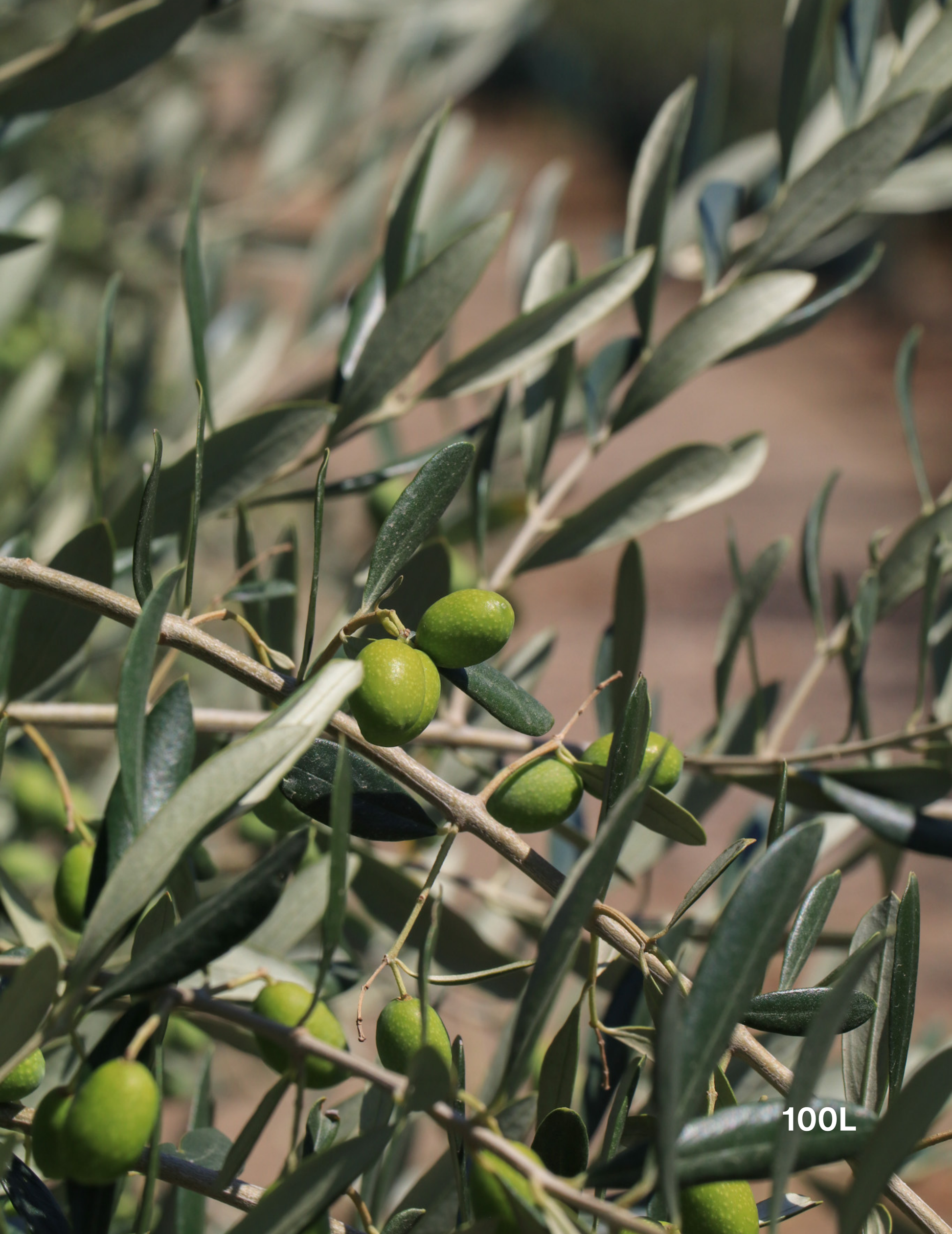 Olea europaea 'Kalamata' - Olive - Evergreen Trees Direct