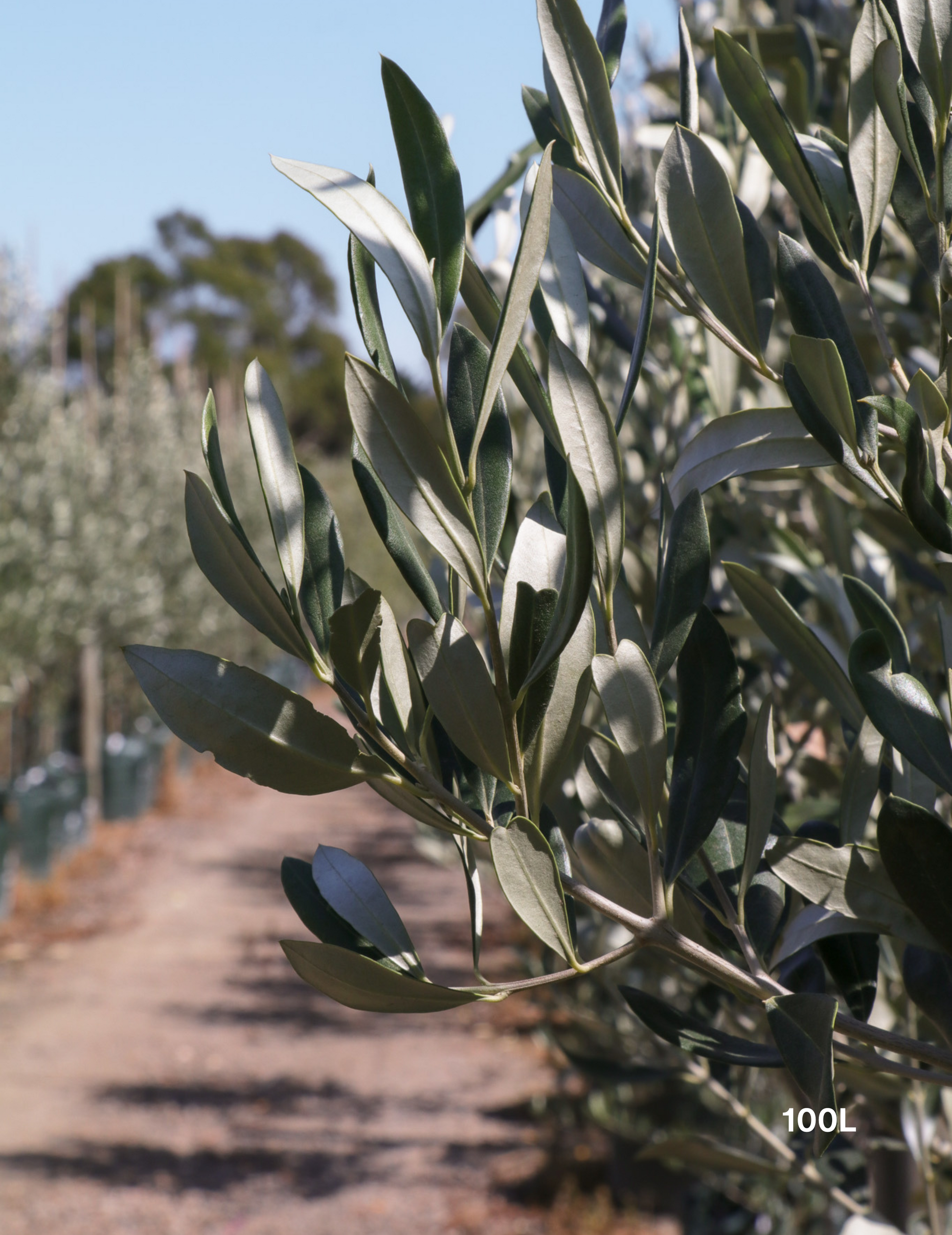 Olea europaea 'Kalamata' - Olive - Evergreen Trees Direct