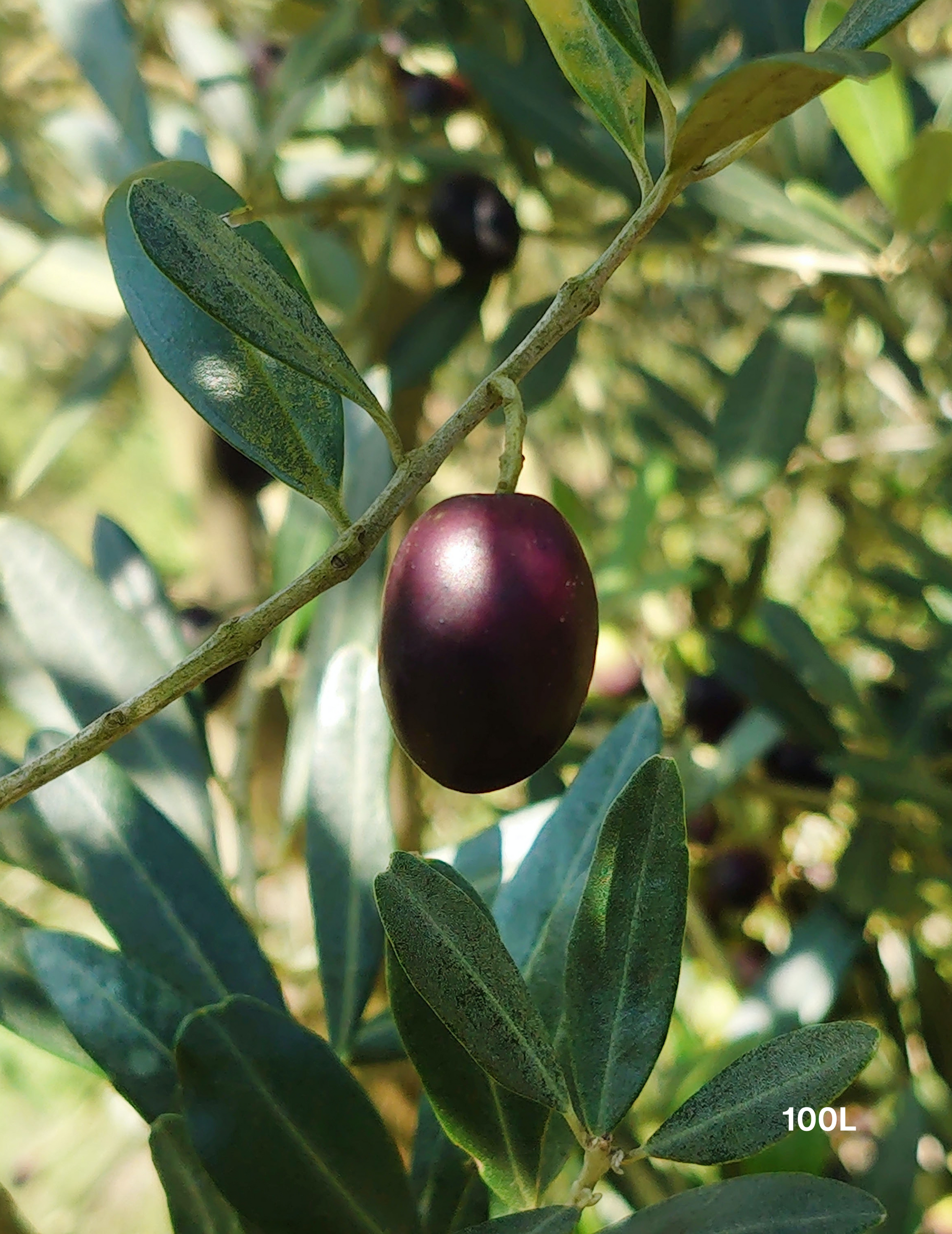 Olea europaea 'Kalamata' - Olive - Evergreen Trees Direct