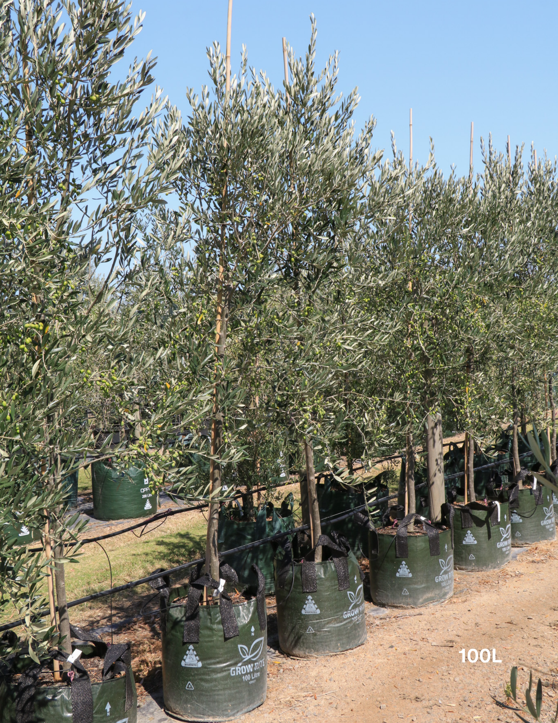 Olea europaea 'Kalamata' - Olive - Evergreen Trees Direct