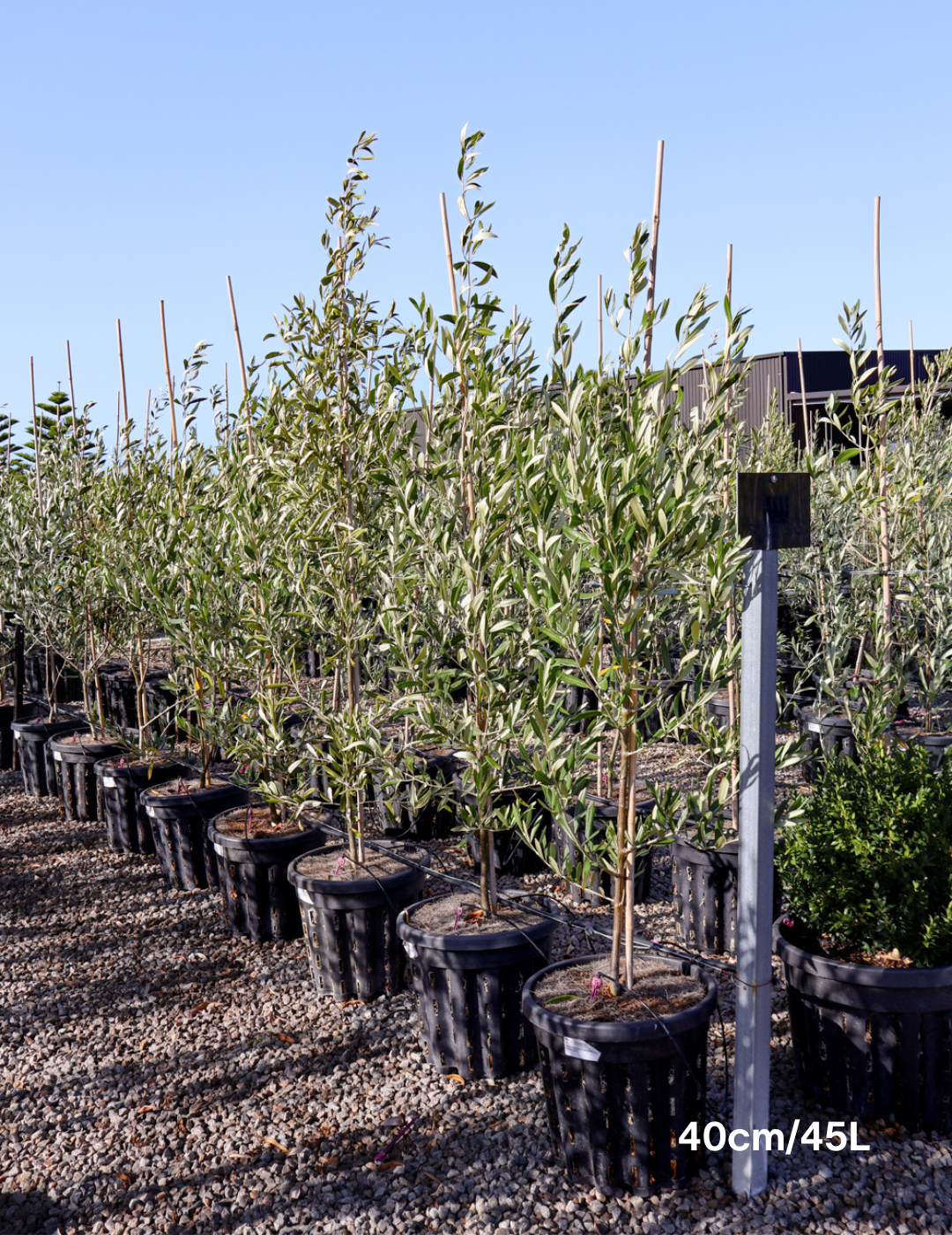 Olea europaea 'Kalamata' - Olive - Evergreen Trees Direct