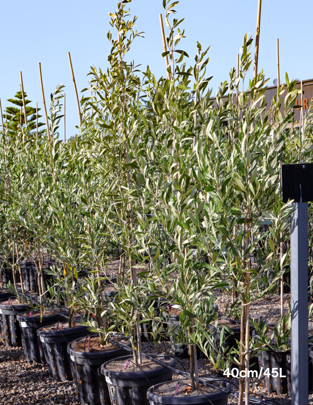 Olea europaea 'Kalamata' - Olive - Evergreen Trees Direct