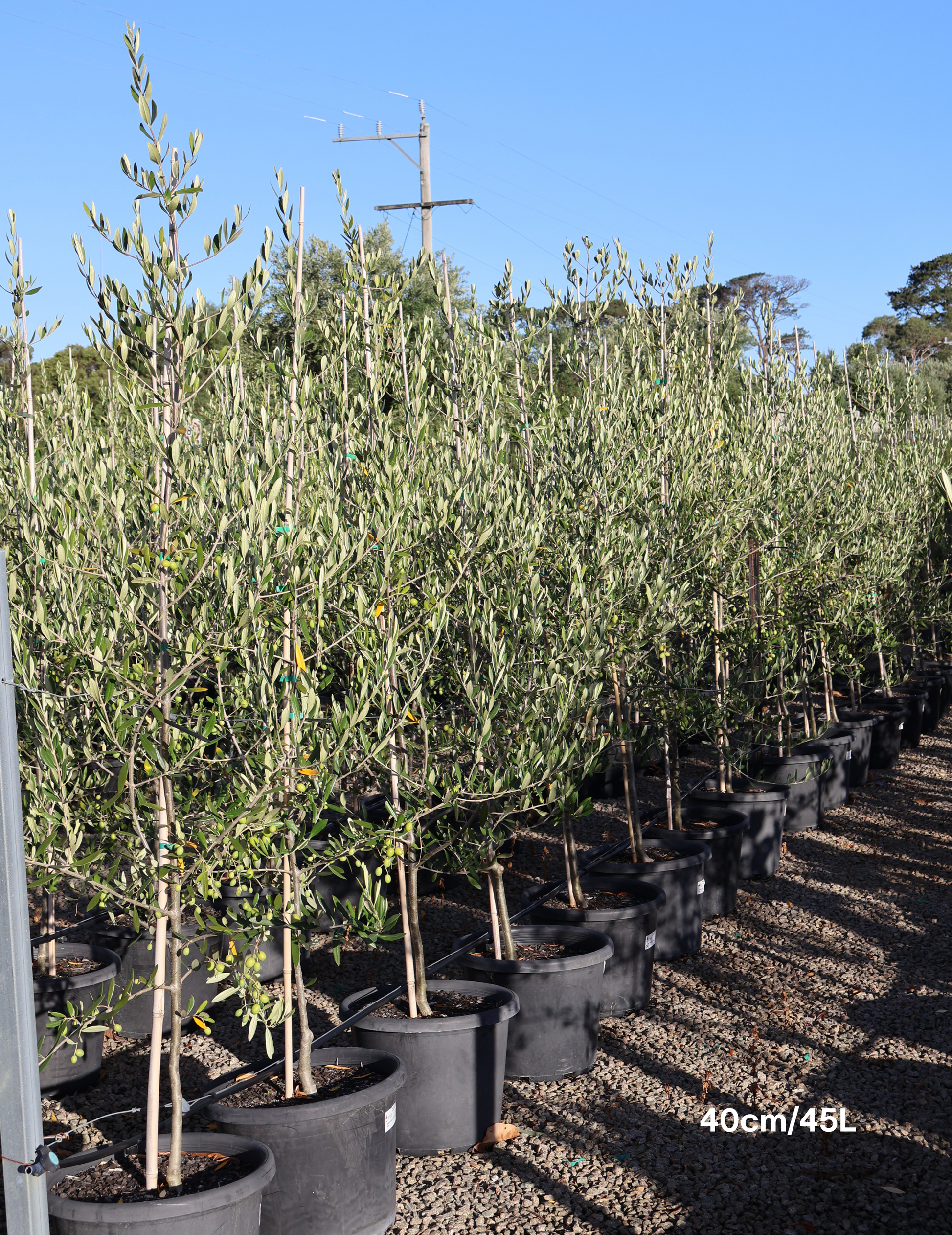 Olea europaea 'Kalamata' - Olive - Evergreen Trees Direct