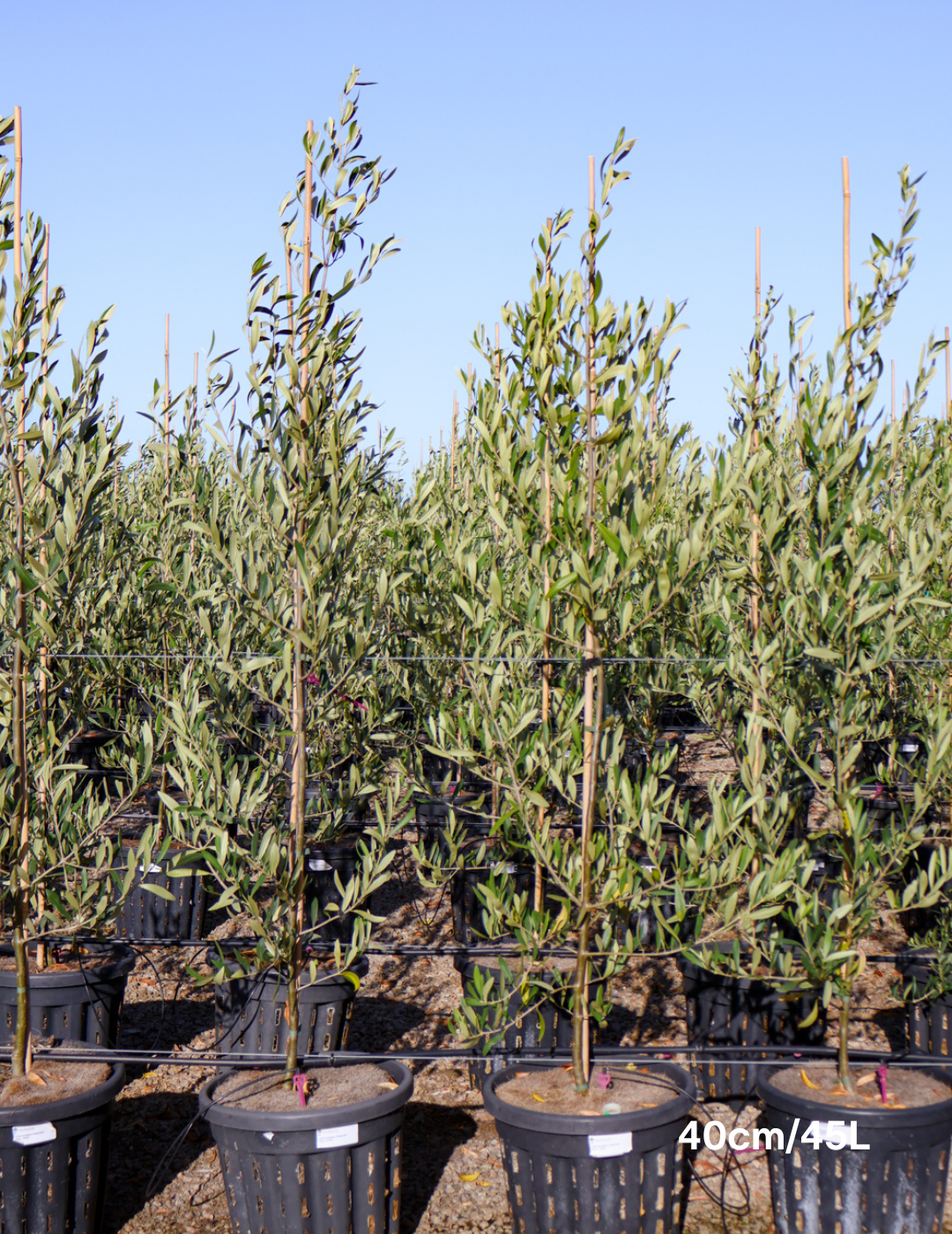Olea europaea 'Kalamata' - Olive - Evergreen Trees Direct