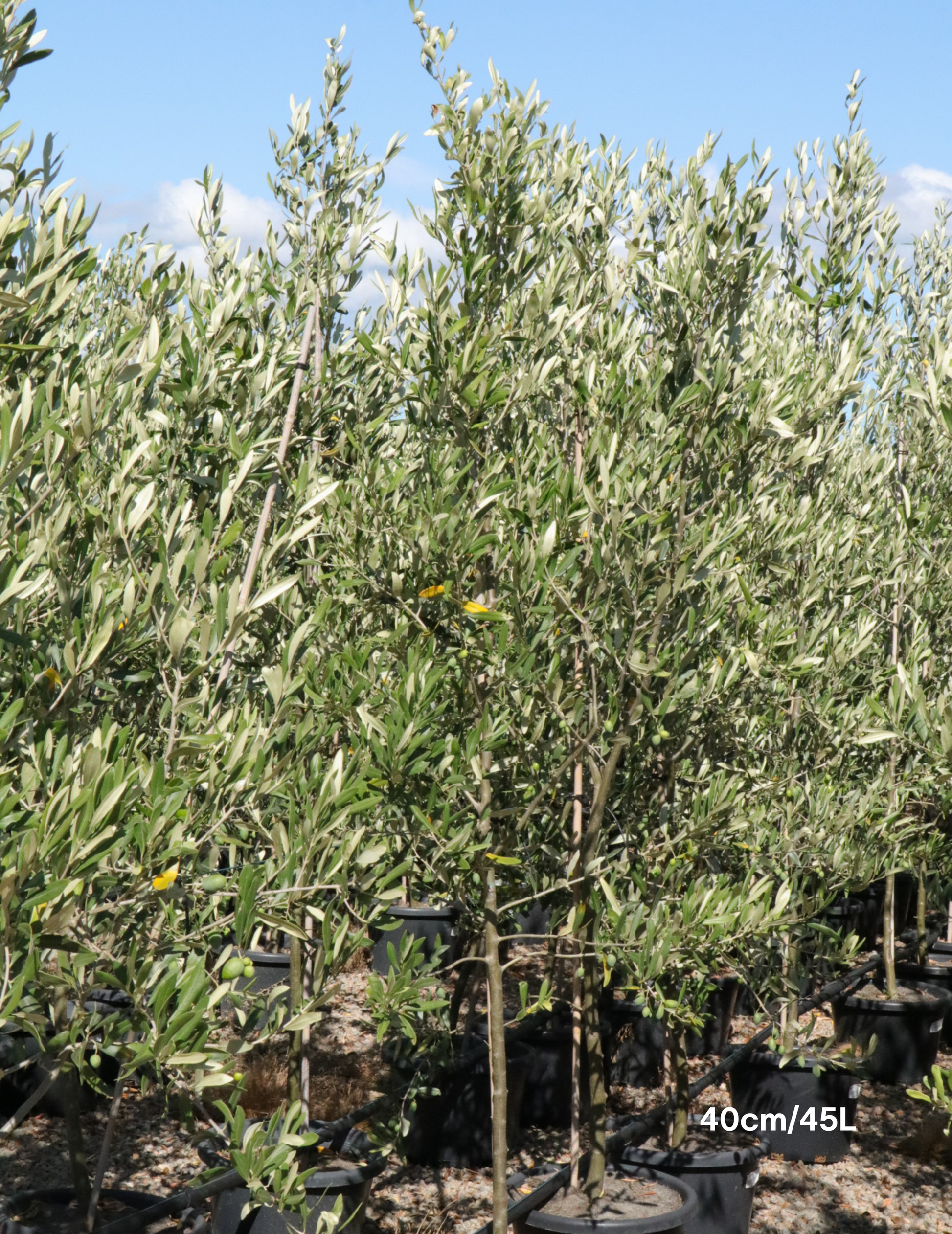 Olea europaea 'Kalamata' - Olive - Evergreen Trees Direct