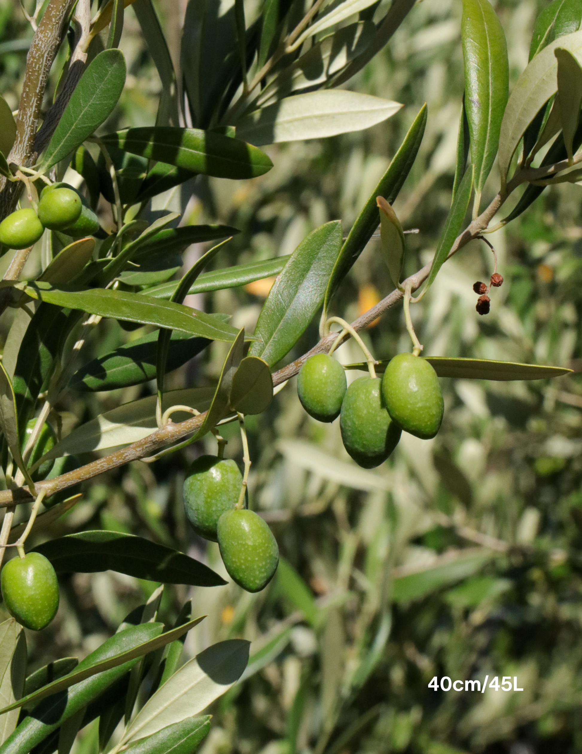 Olea europaea 'Kalamata' - Olive - Evergreen Trees Direct