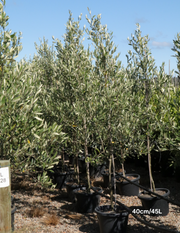 Olea europaea 'Kalamata' - Olive - Evergreen Trees Direct