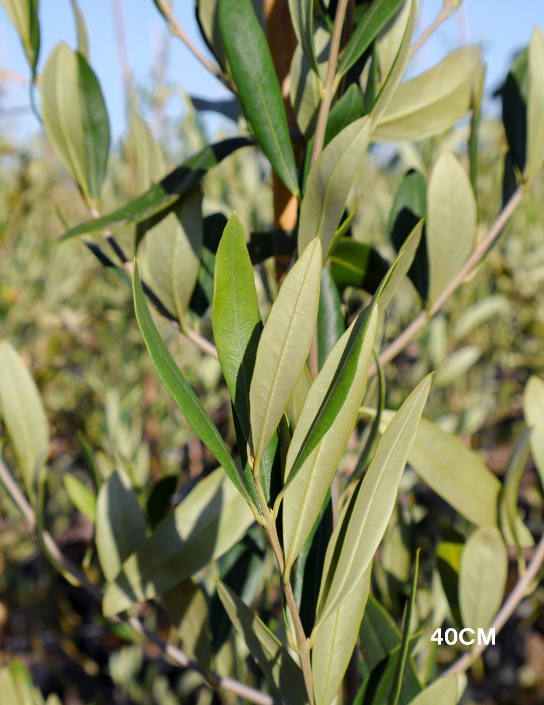 Olea europaea 'Kalamata' - Olive - Evergreen Trees Direct