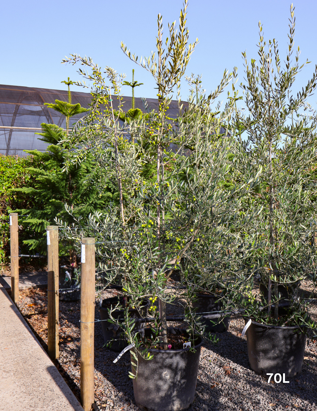 Olea europaea 'Kalamata' - Olive - Evergreen Trees Direct